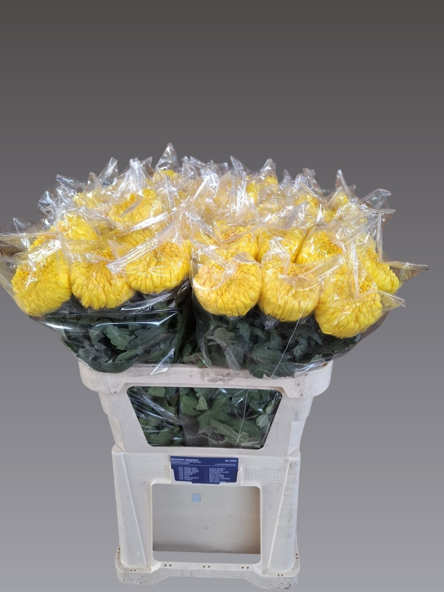 Хризантема од. Ривалри 70, шт.