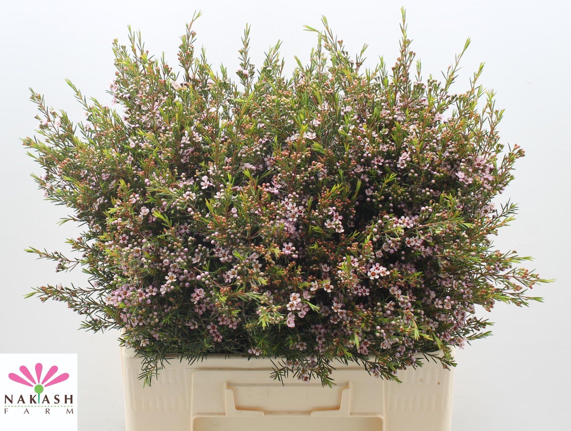 Шамелациум Роми 60 (светло-роз.), шт.