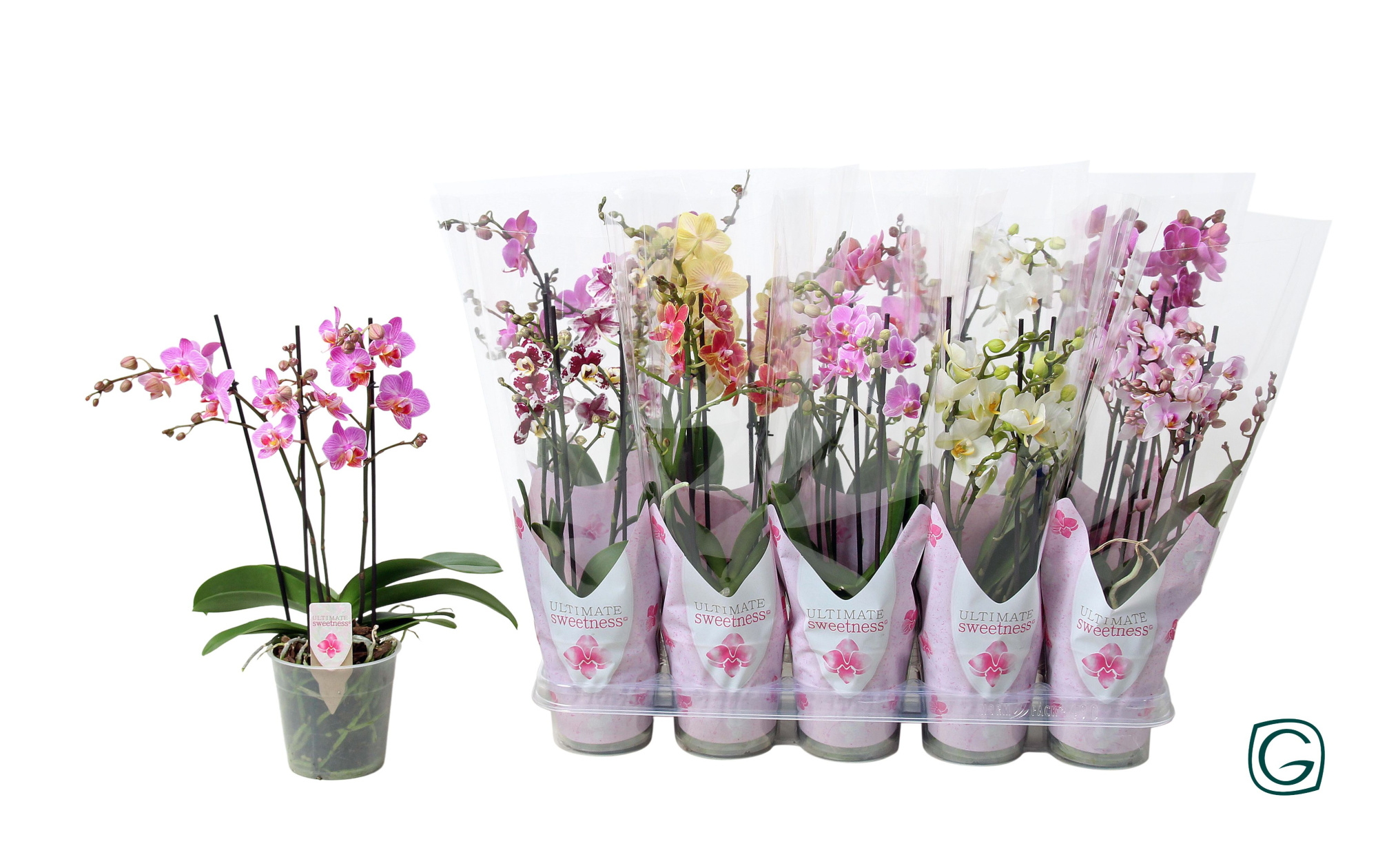 Multiflora 3tk mix 30+ US-sleeve, D 12