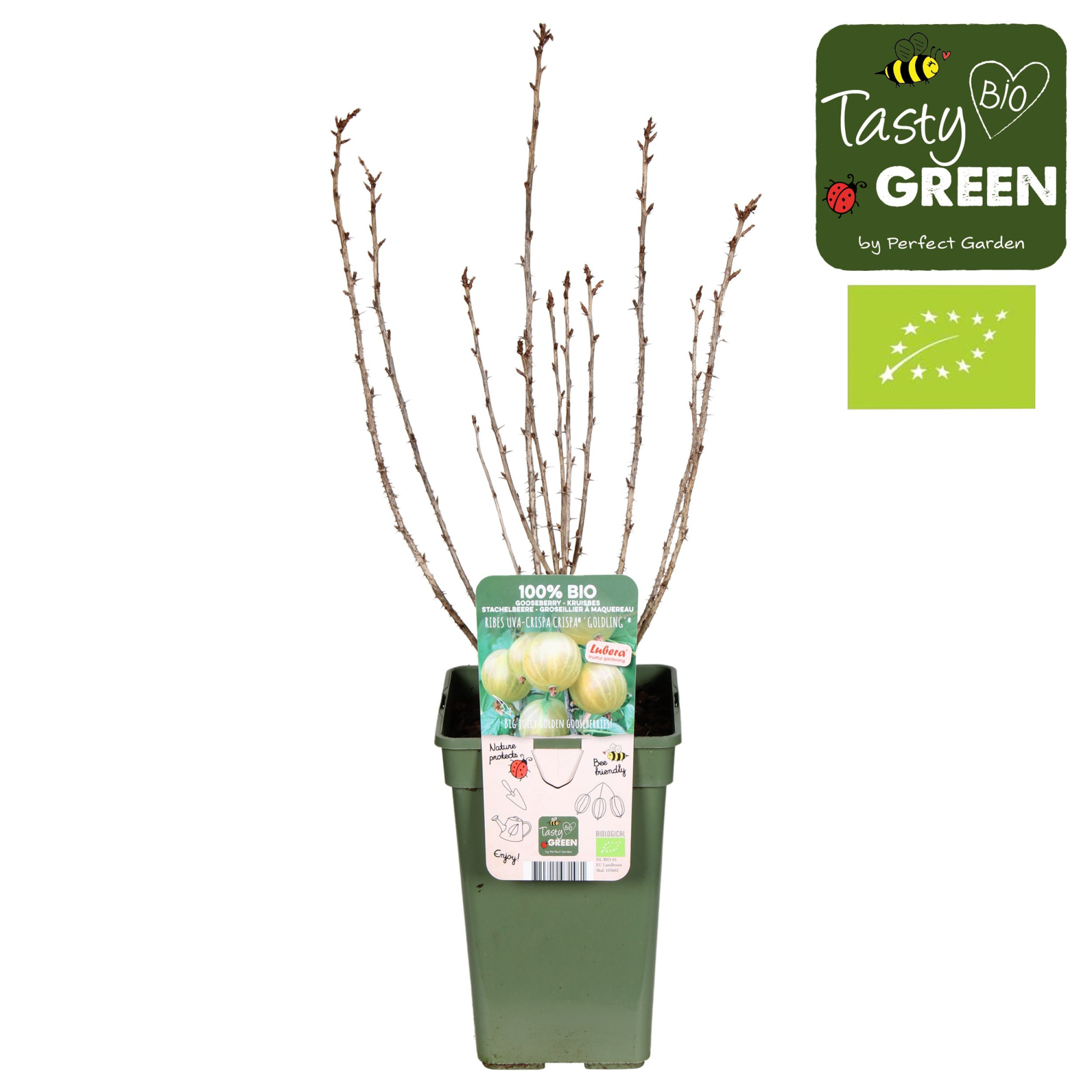 Ribes uva-crispa Crispa® 'Goldling'® Bio P19, D 19 cm