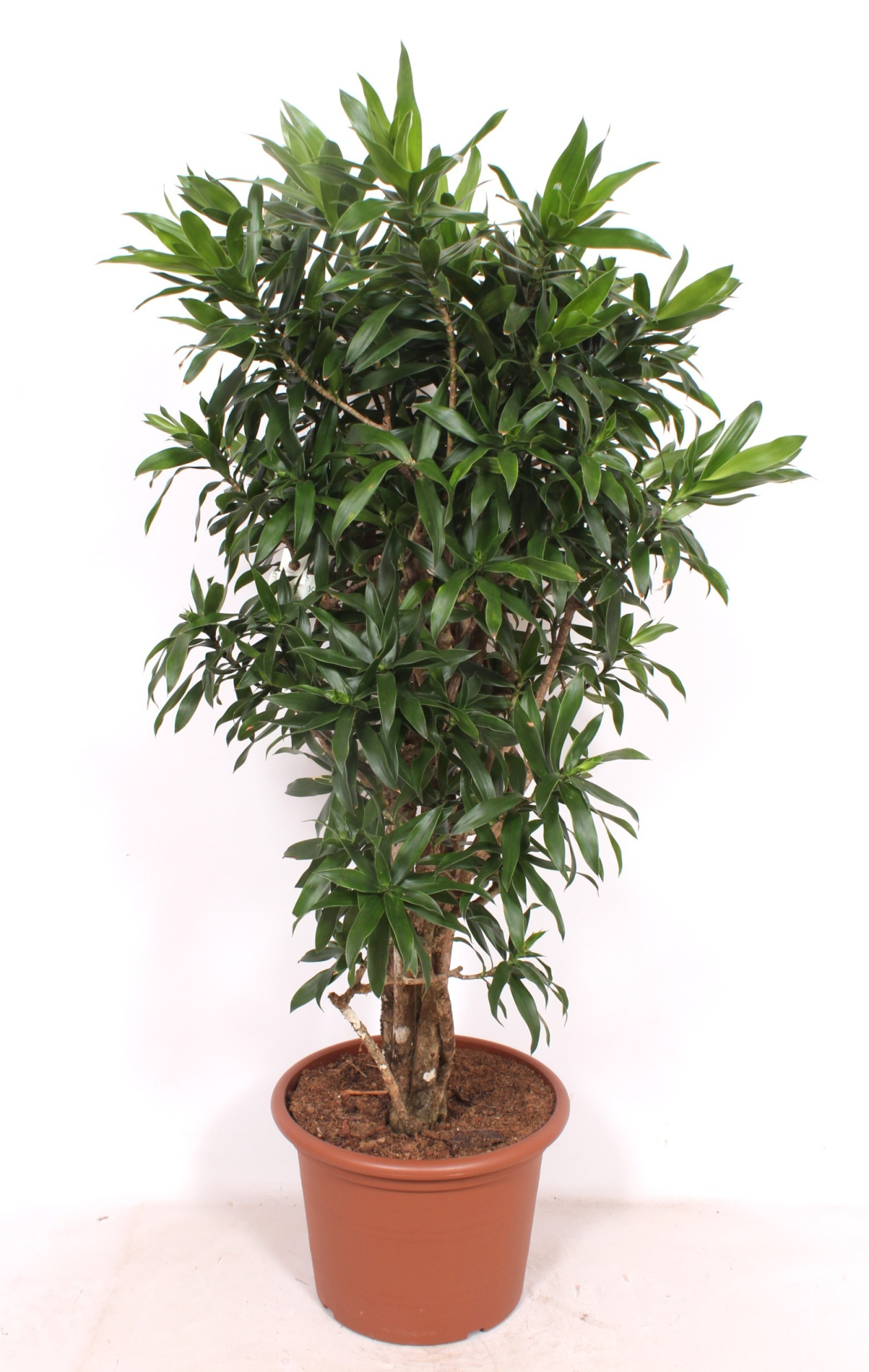 Dracaena Reflexa, D 40 cm