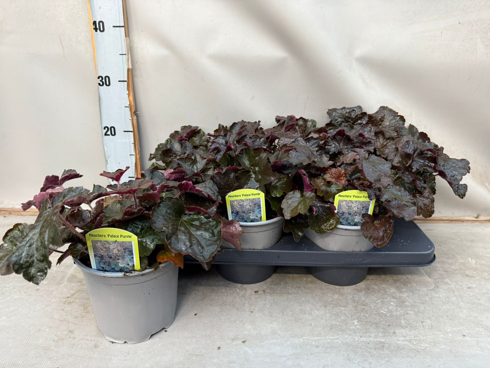 Heuchera Palace Purple, D 15 cm