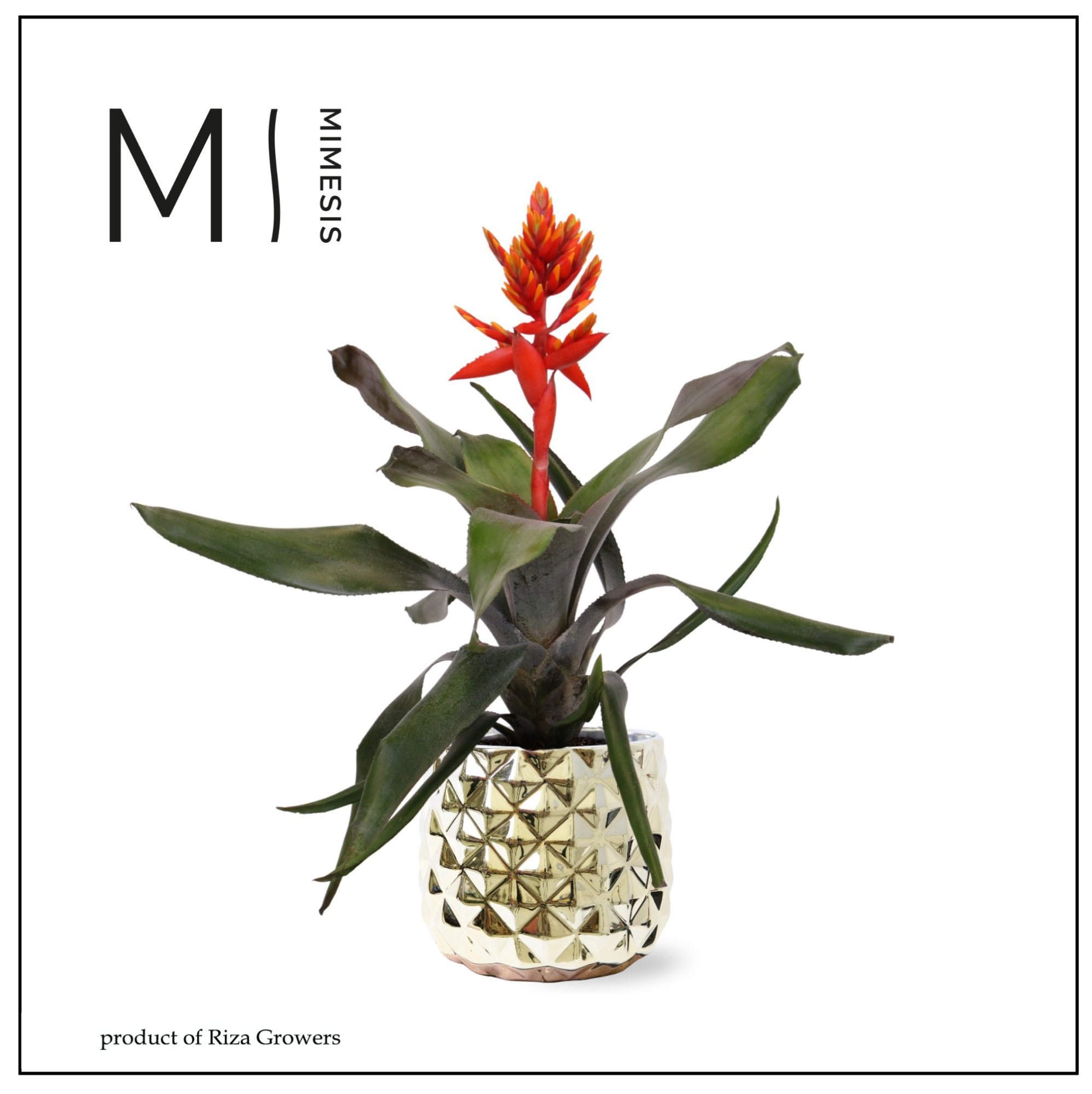 Aechmea Pepita Elegant Flames - 12cm in Royal Crown | Mimesis, D 12
