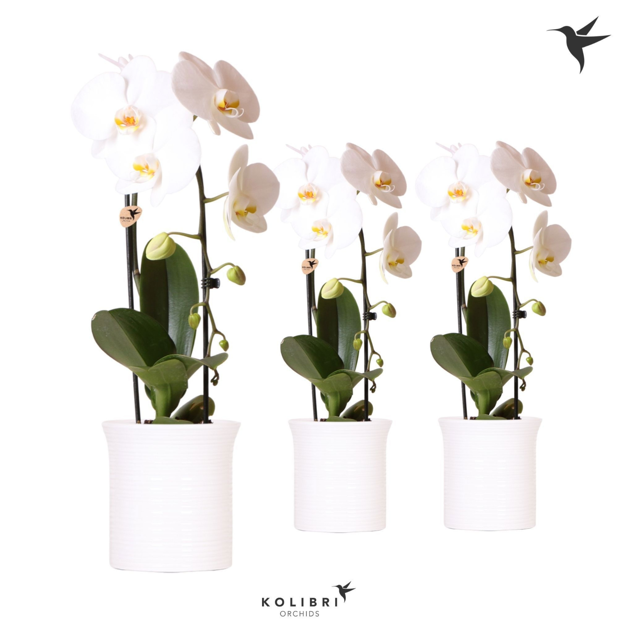 Kolibri Orchids Phalaenopsis Cascade Niagara Fall white 1 spike in Furrow pot white, D 12