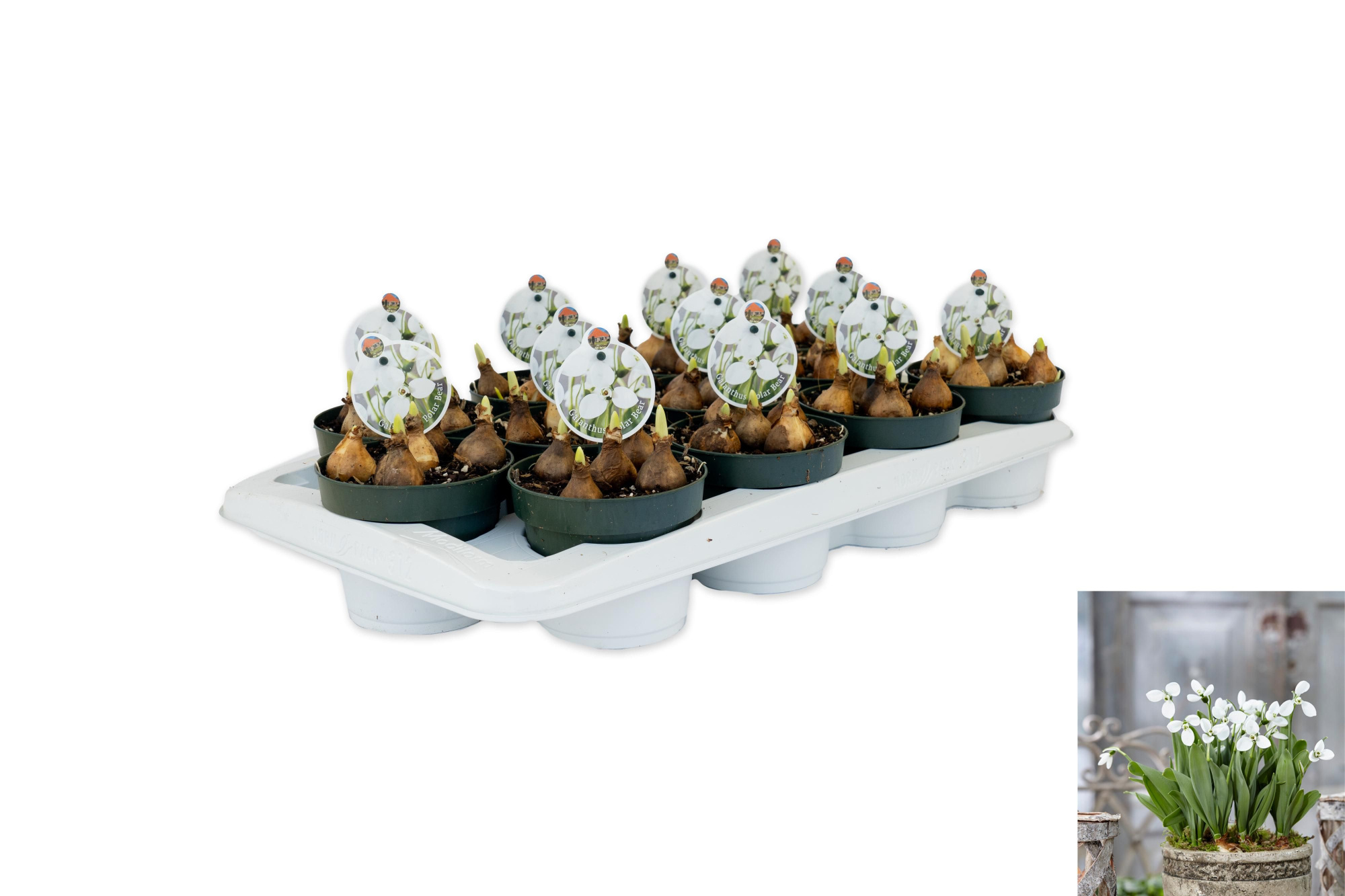 Galanthus Polar Bear, D 12