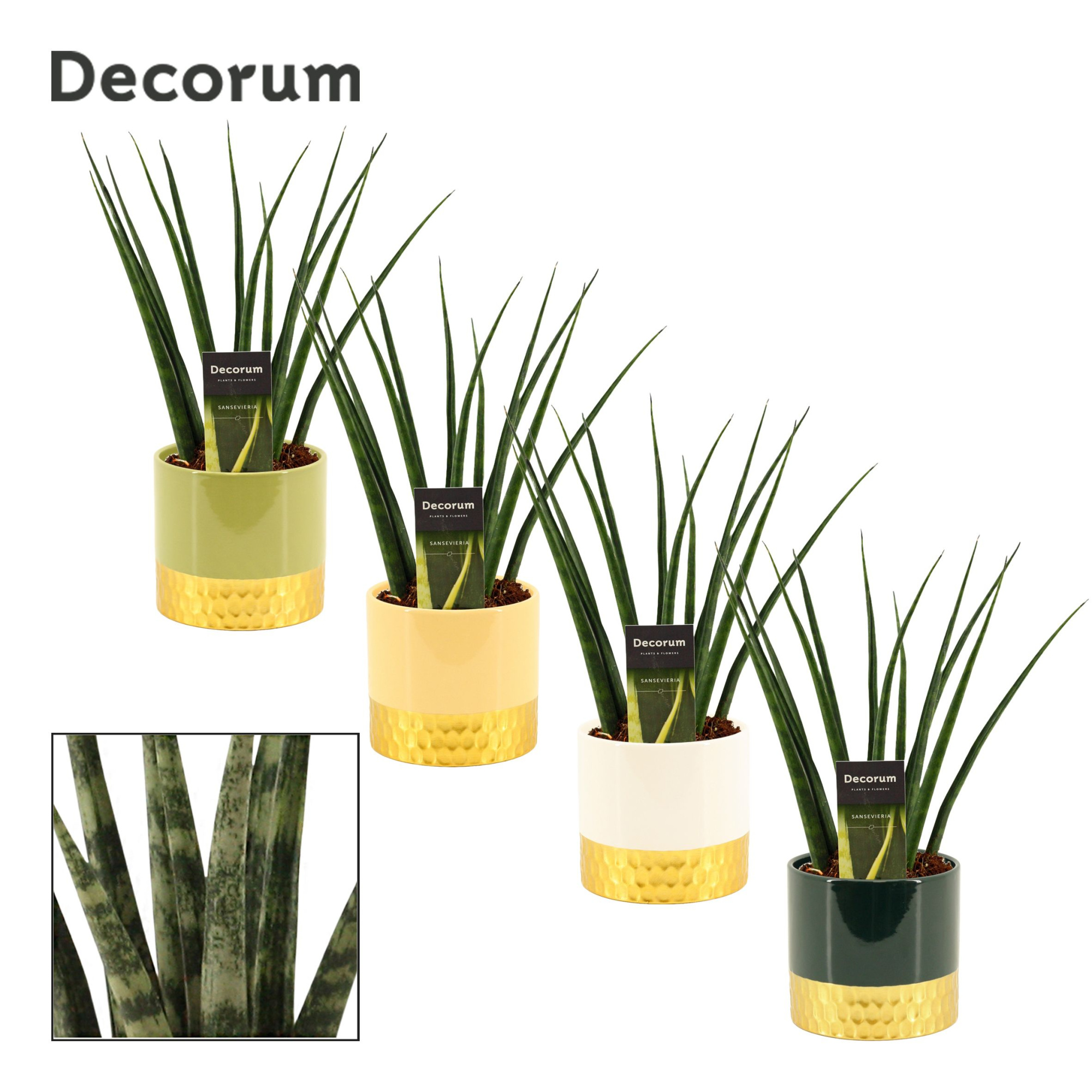 Sansevieria fernwood 12 cm in Frederique (Top blend-collection), D 12 cm