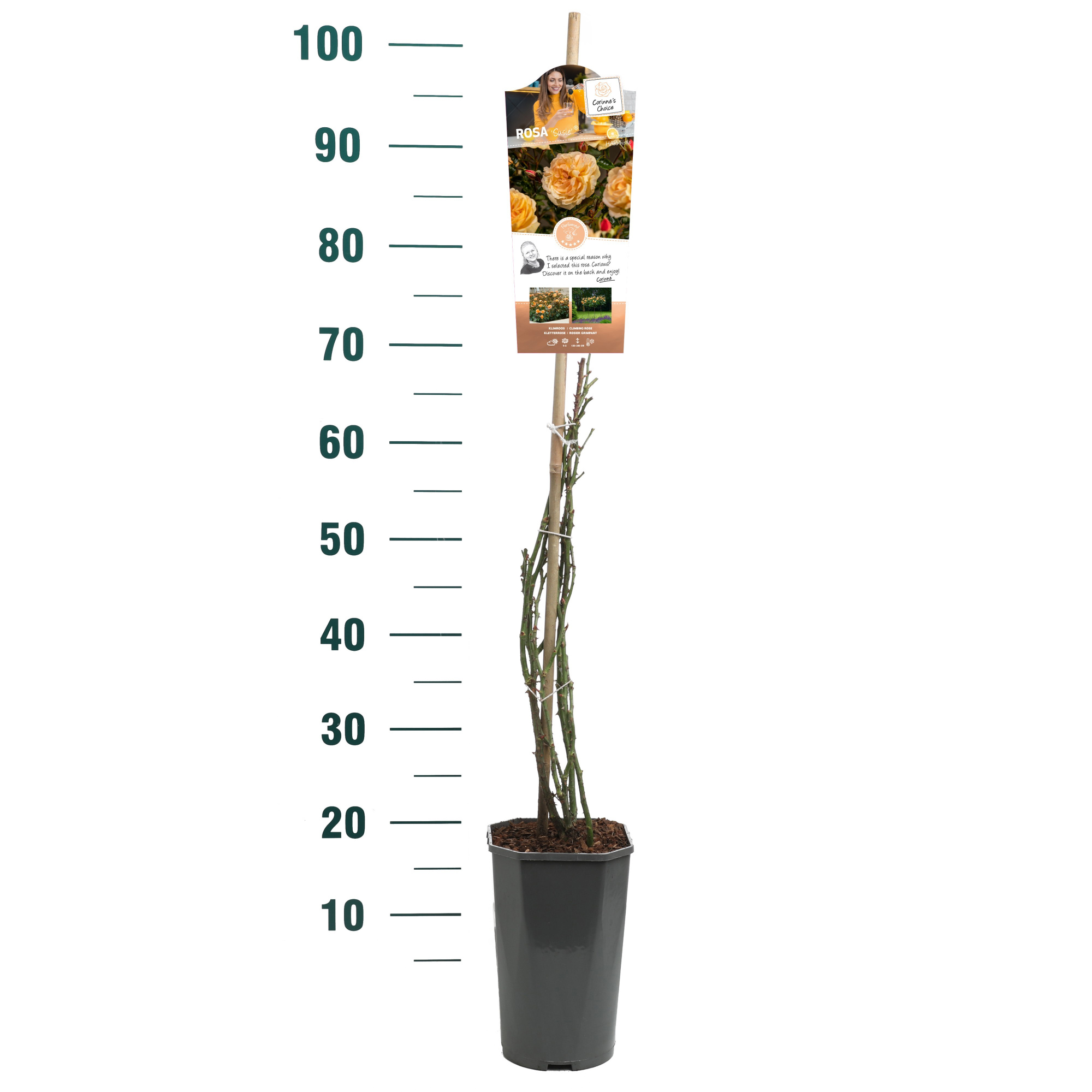 Rosa 'Susie' - Klim - C3rp - Exclusive Collection, D 19
