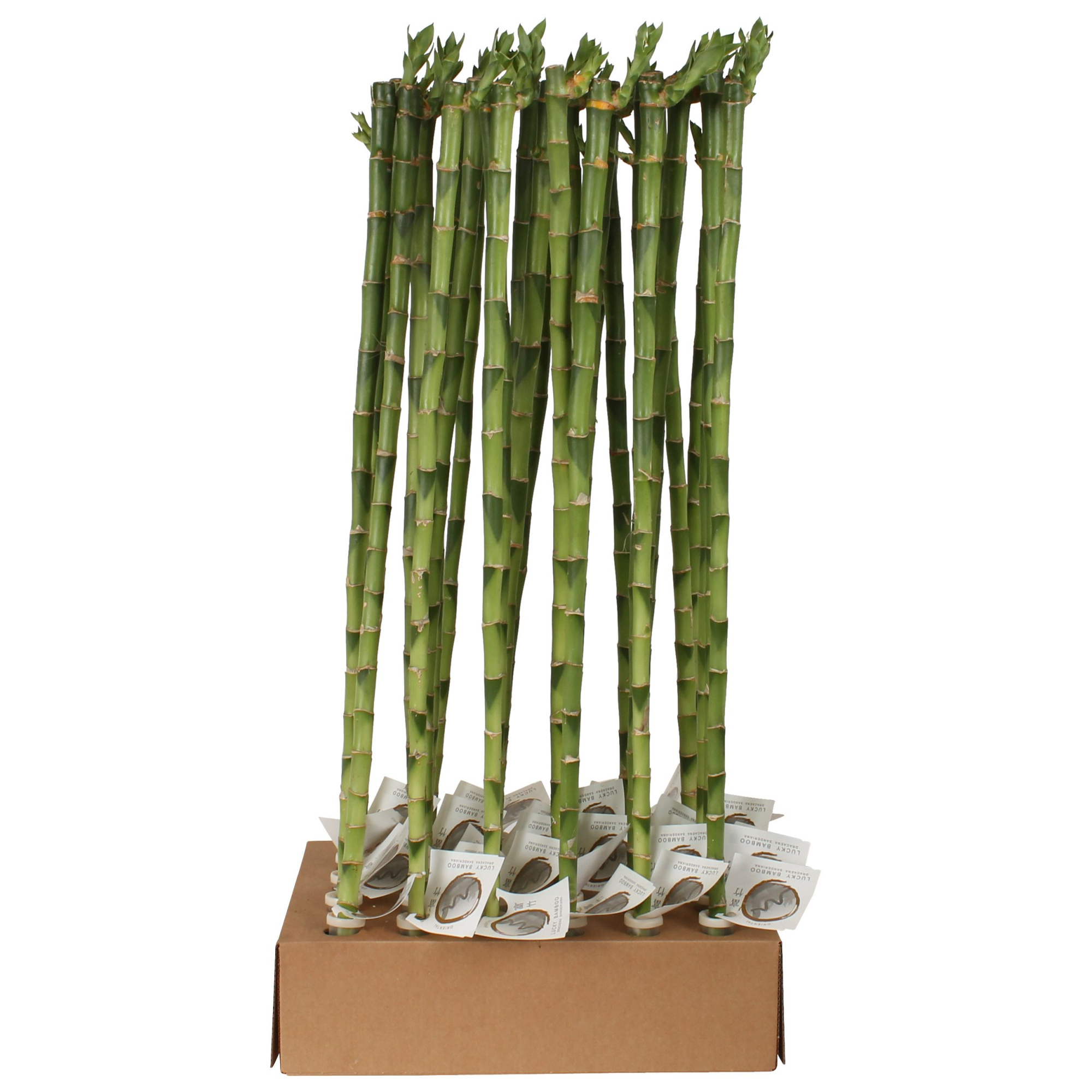 Lucky Bamboo Stem Straight 70cm in Tube & Karton Tray, D 5 cm