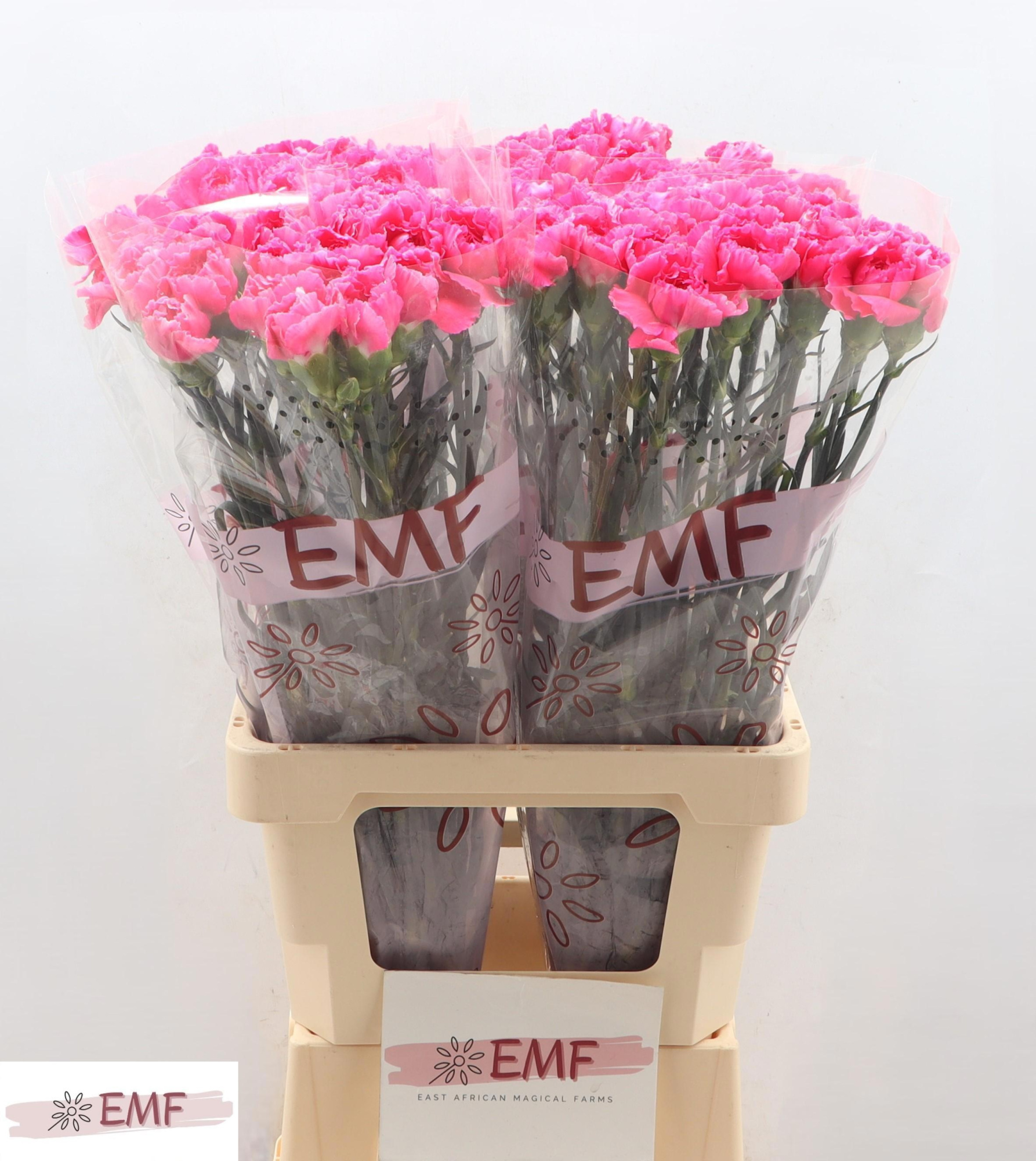 Диантус од. Черри Дамаскус+, шт.