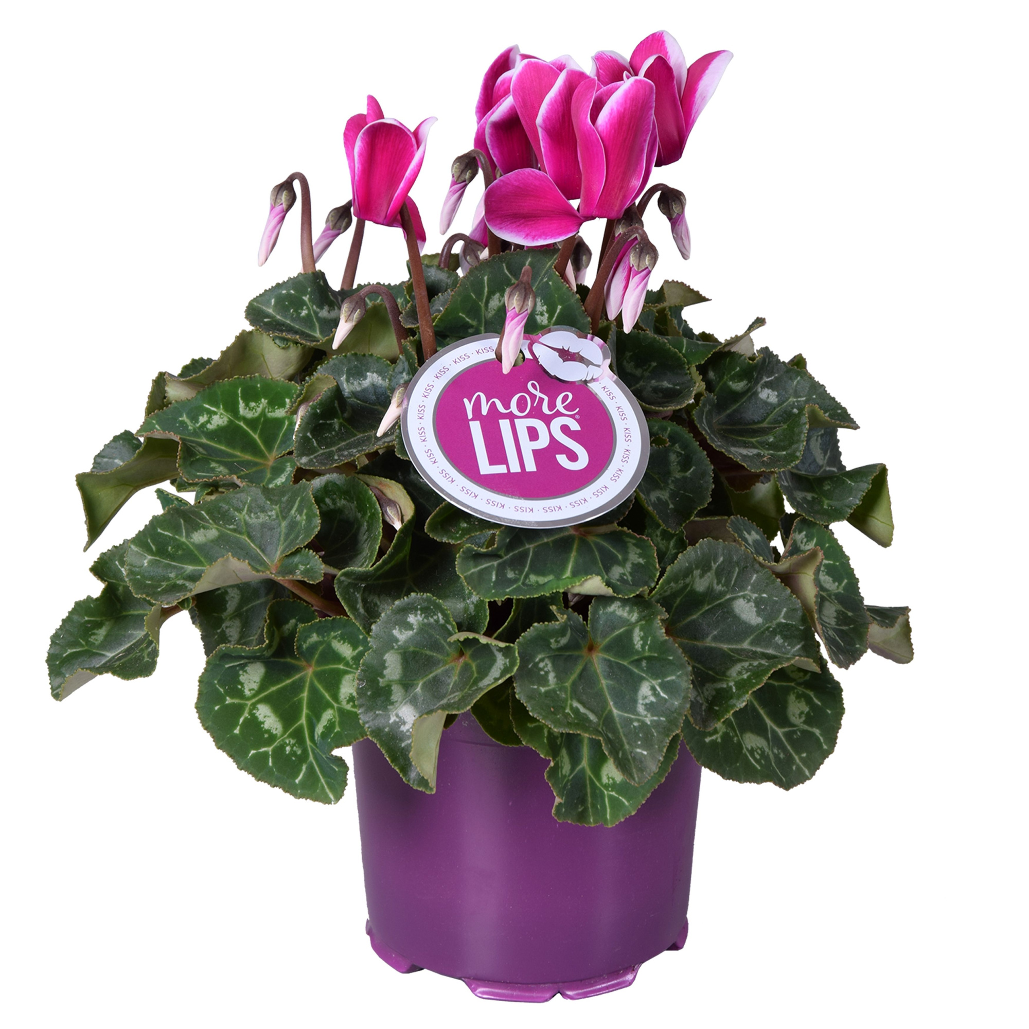 MoreLIPS® Cyclamen Fuji paars, D 12 cm