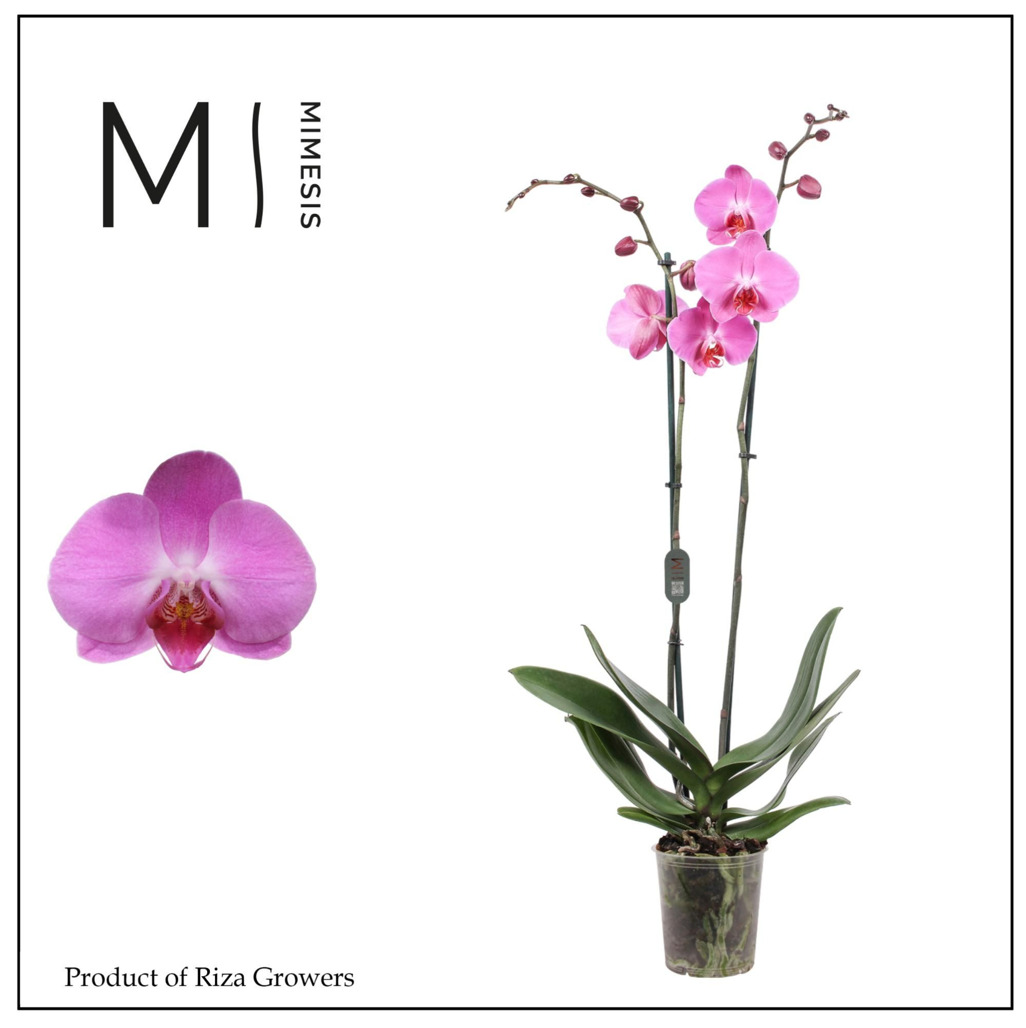 Mimesis Phal. Tigris - 2 spike 12cm, D 12 cm