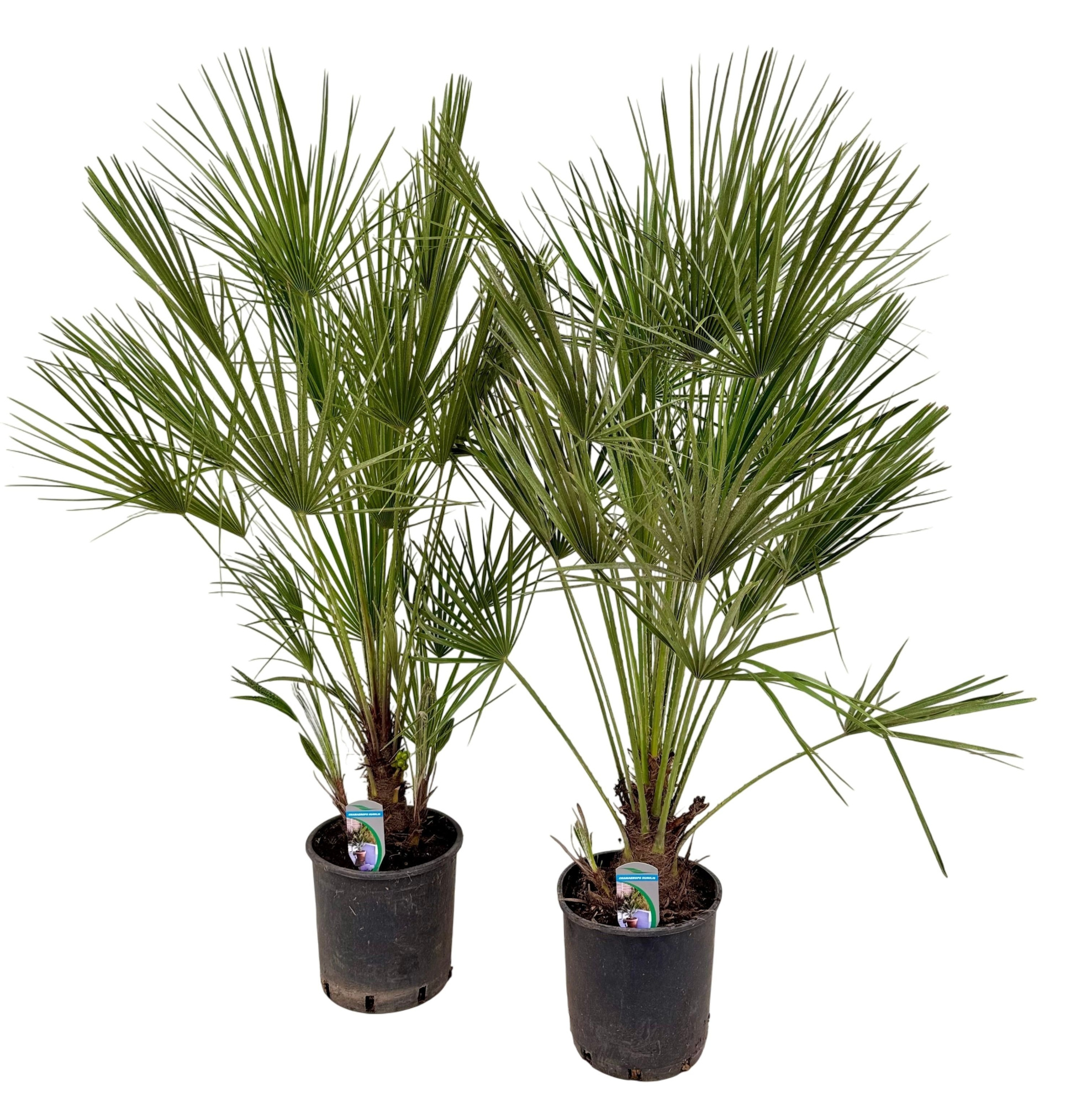 Chamaerops humilis P24, D 24 cm