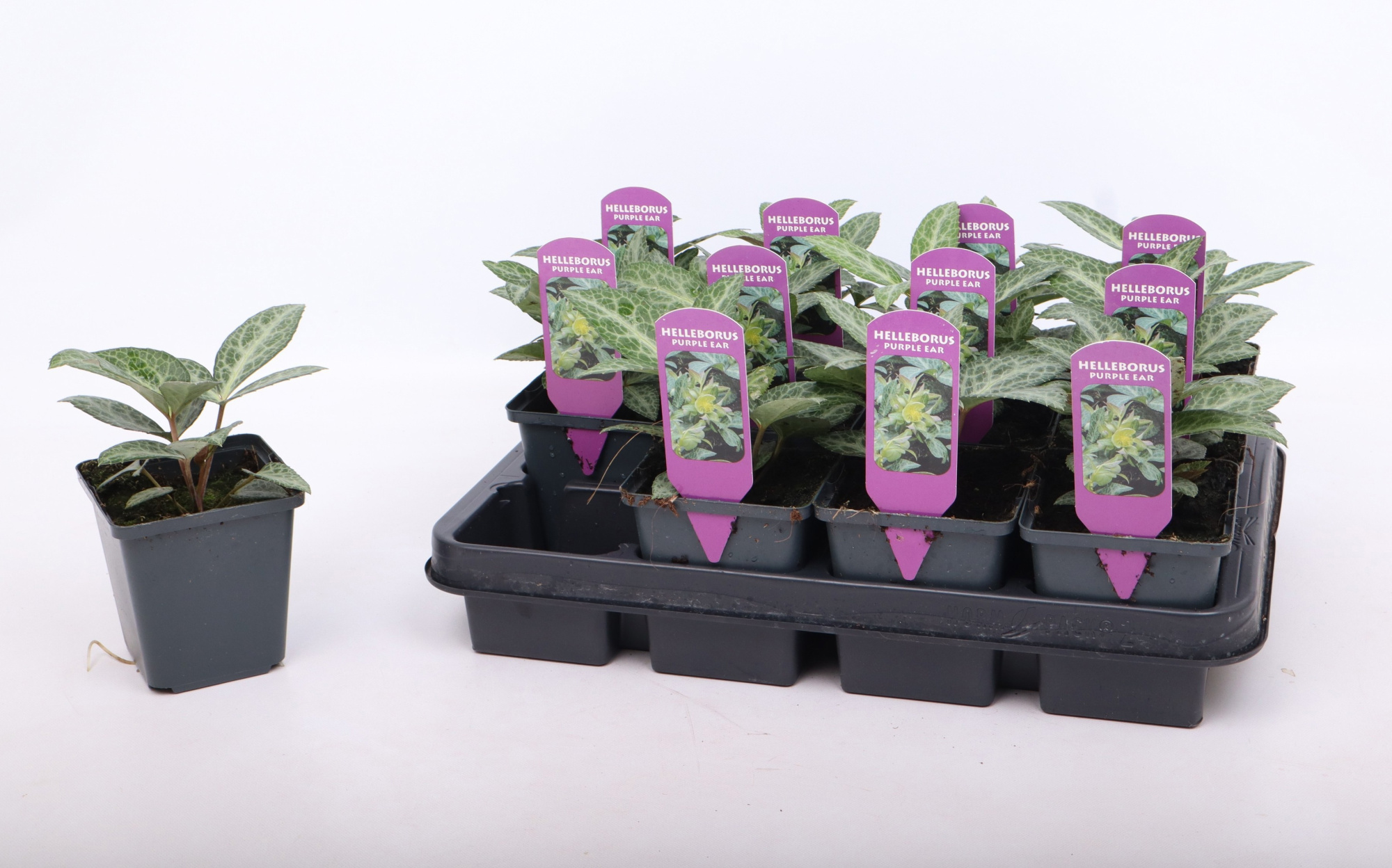 Helleborus lividus 'Purple Ear' 9 cm, D 9 cm
