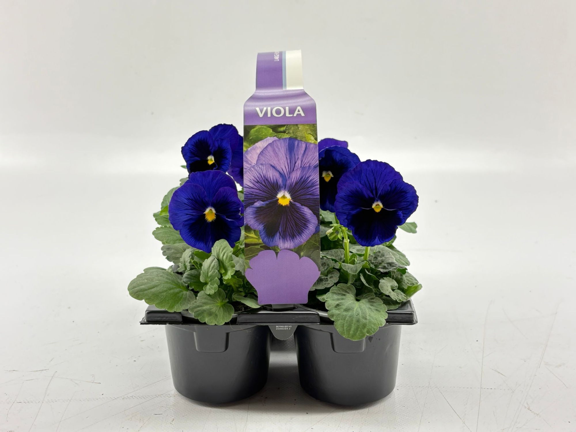 Sixpack Viola F1 Blue With Blotch, D 9 cm