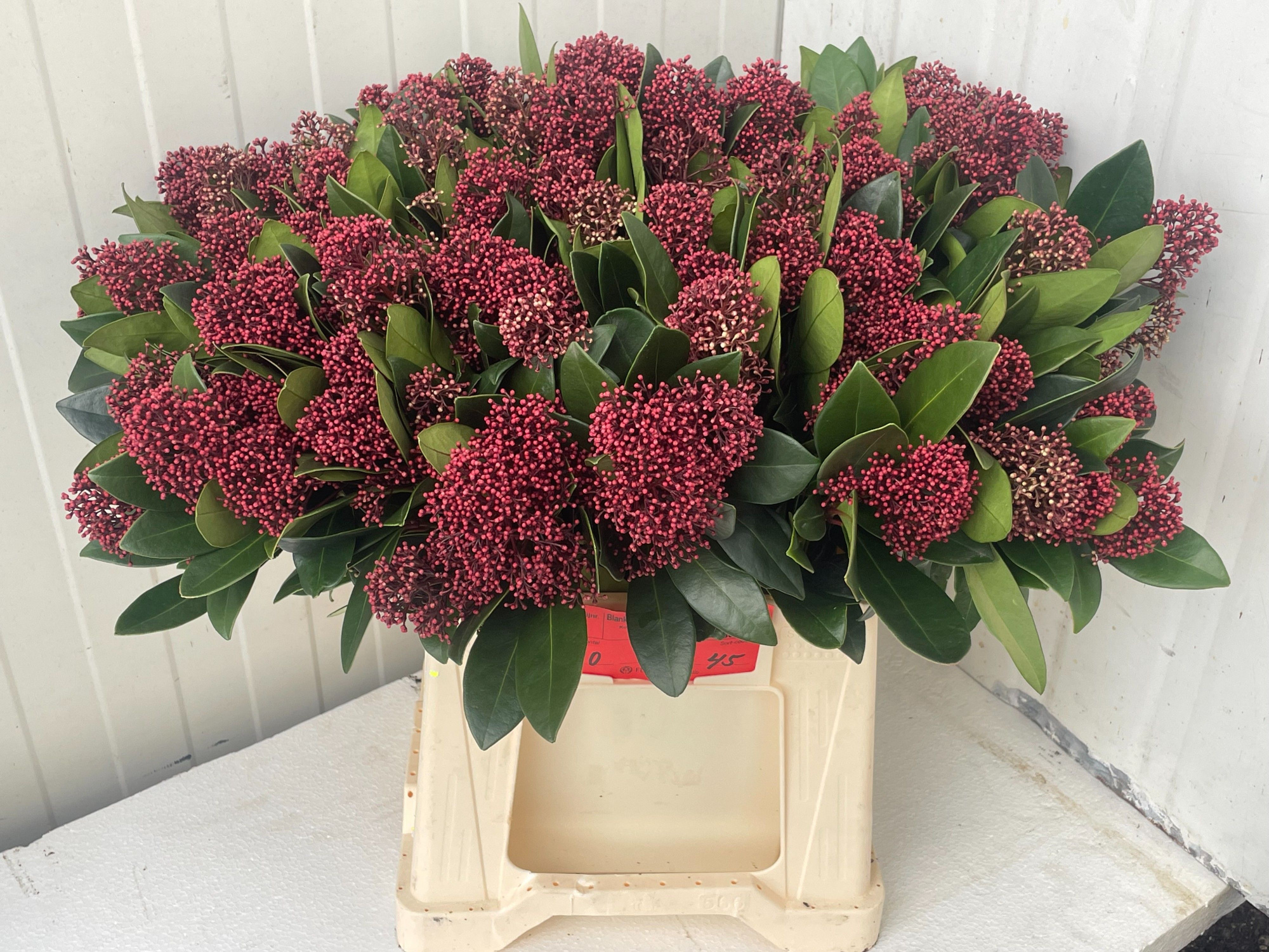 Скимия Рубелла за пучок 45 (красн.), пуч.