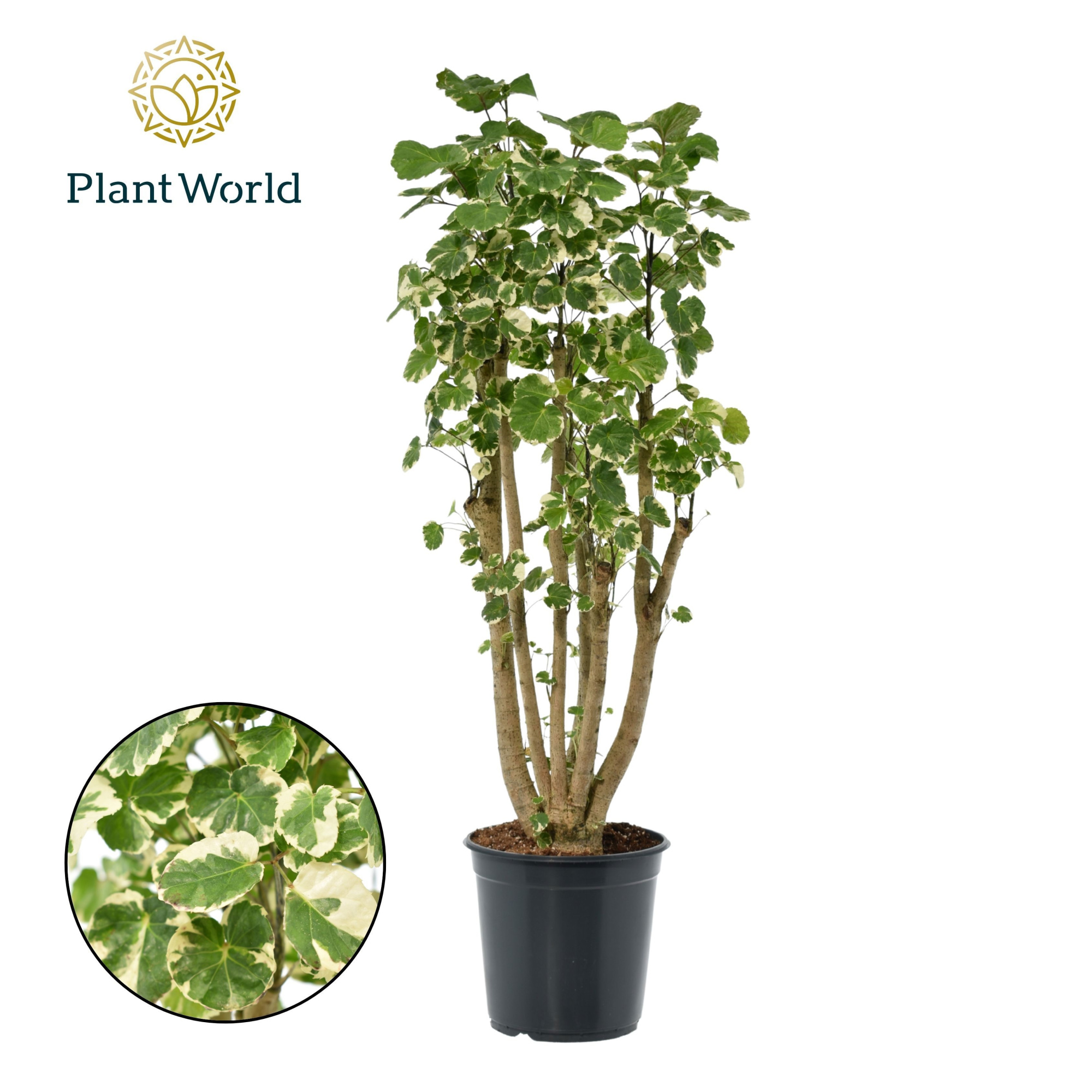 Polyscias Balfouriana vertakt, D 24