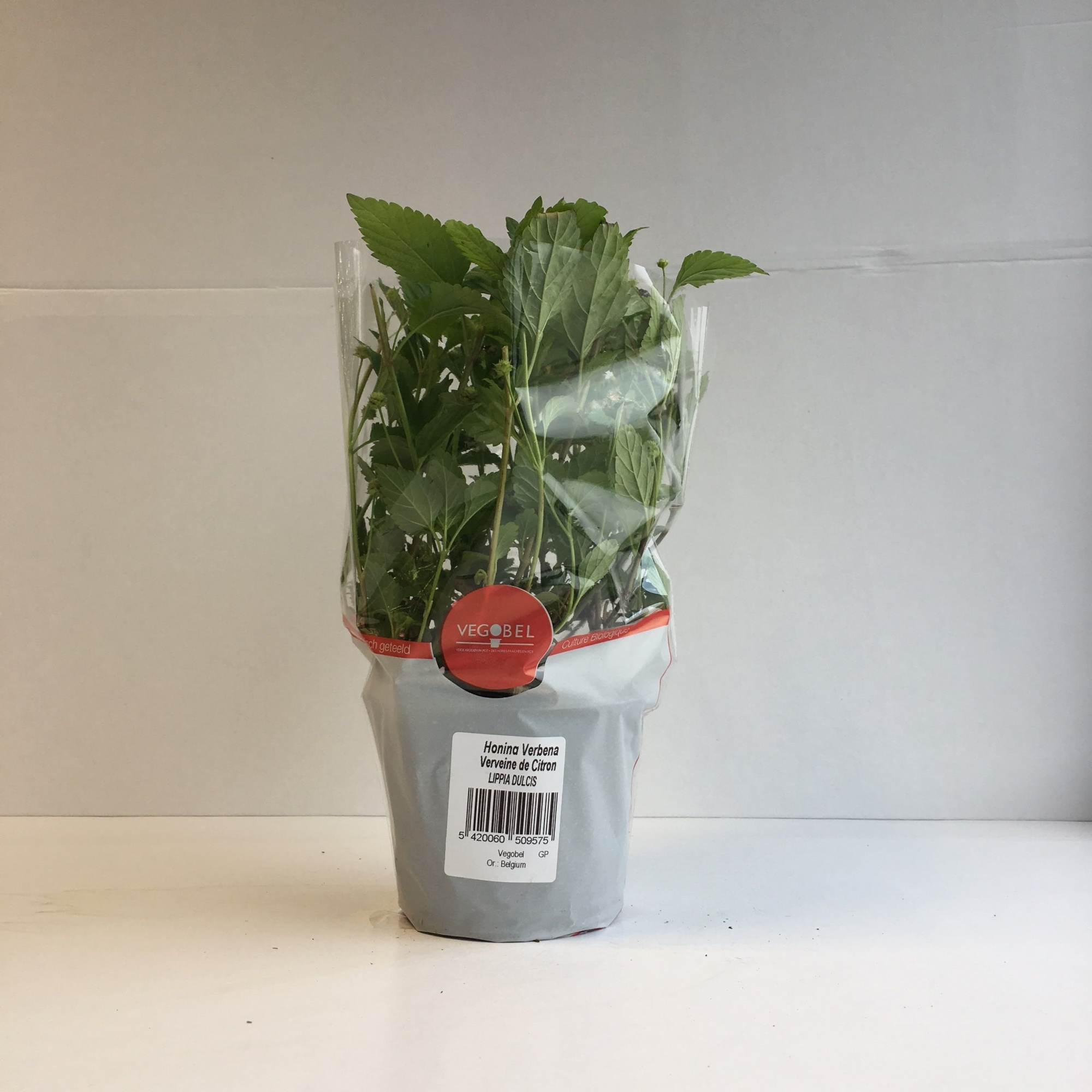 Verbena Honing P12, D 12 cm