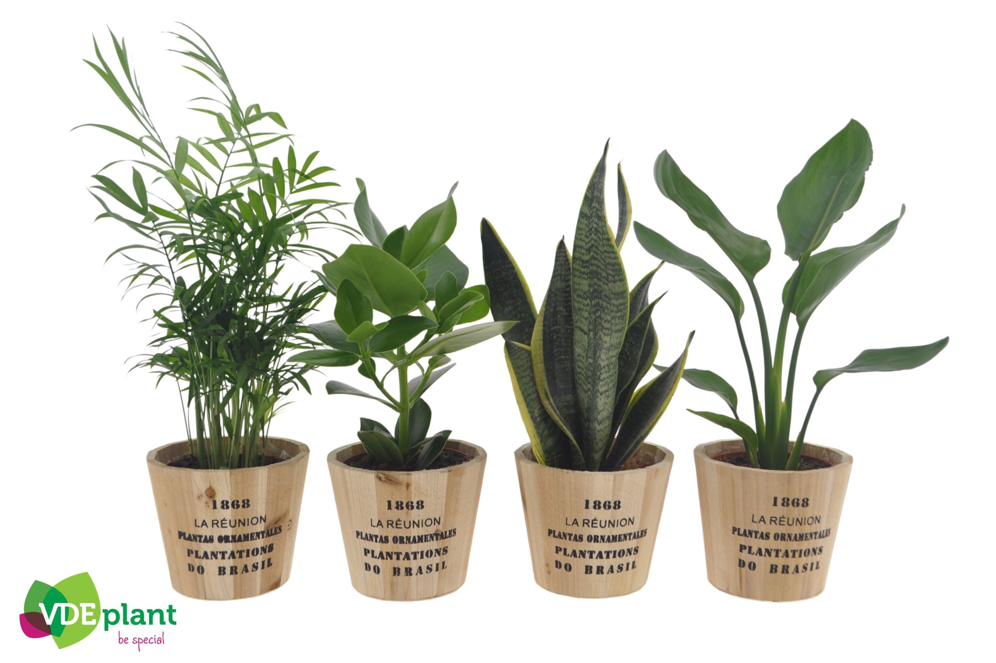 Easy Care mix 12cm in Nairobi pot, D 12 cm