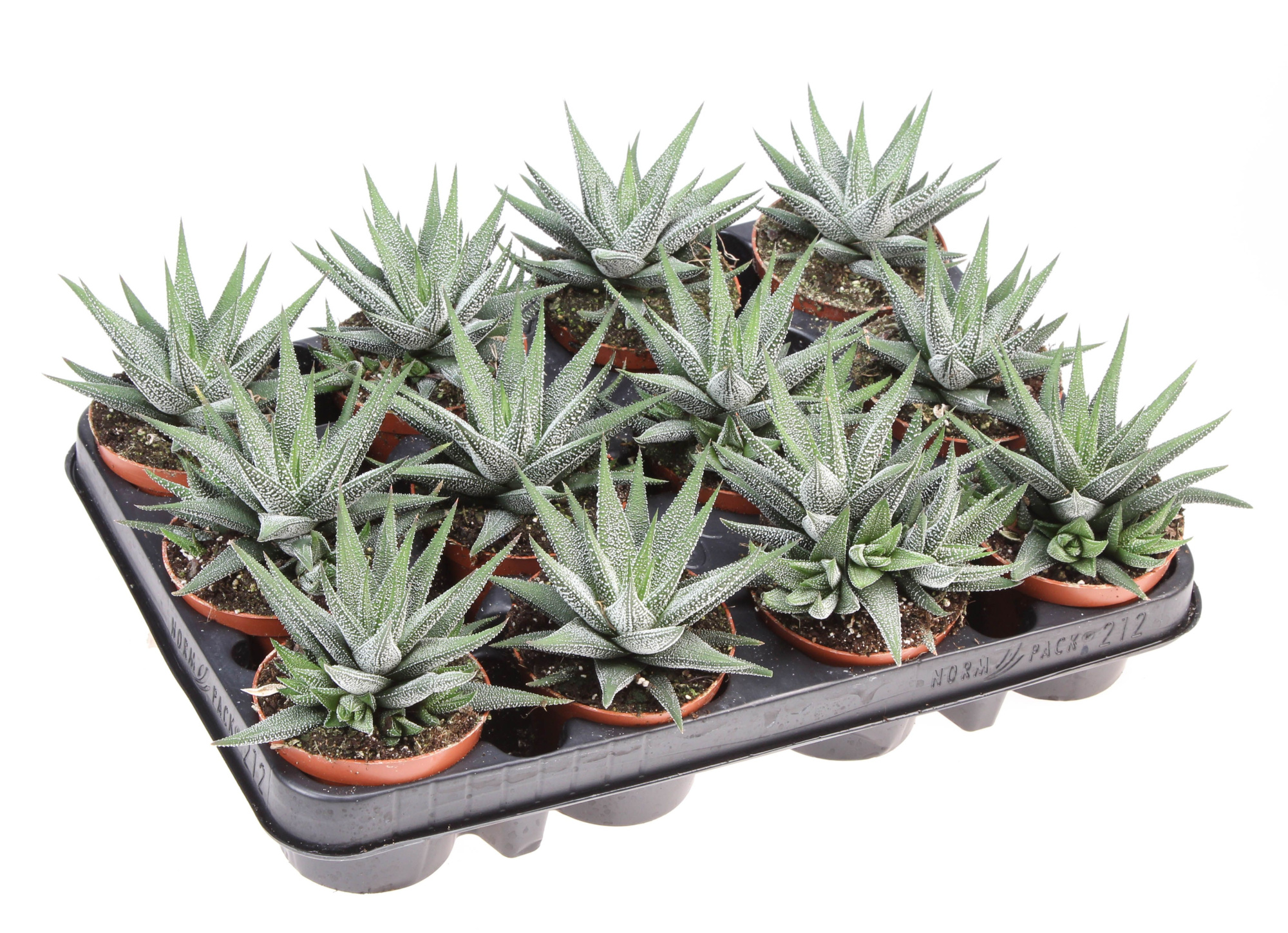 Haworthia fasciata concollor, D 8,5 cm