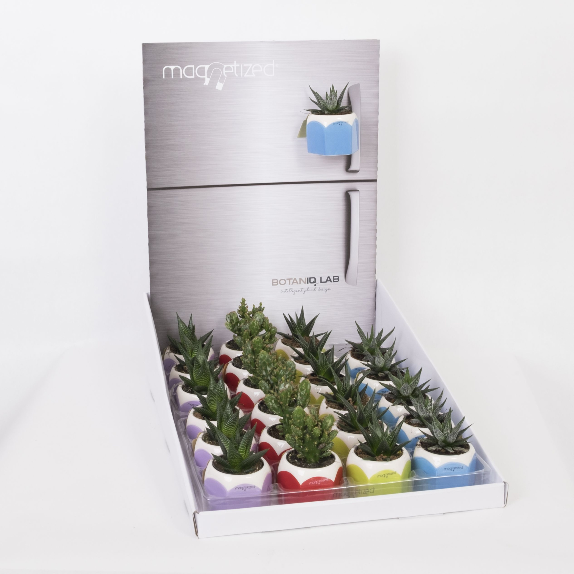 Magnetized Pencil in Display with Succulent mix, D 6 cm