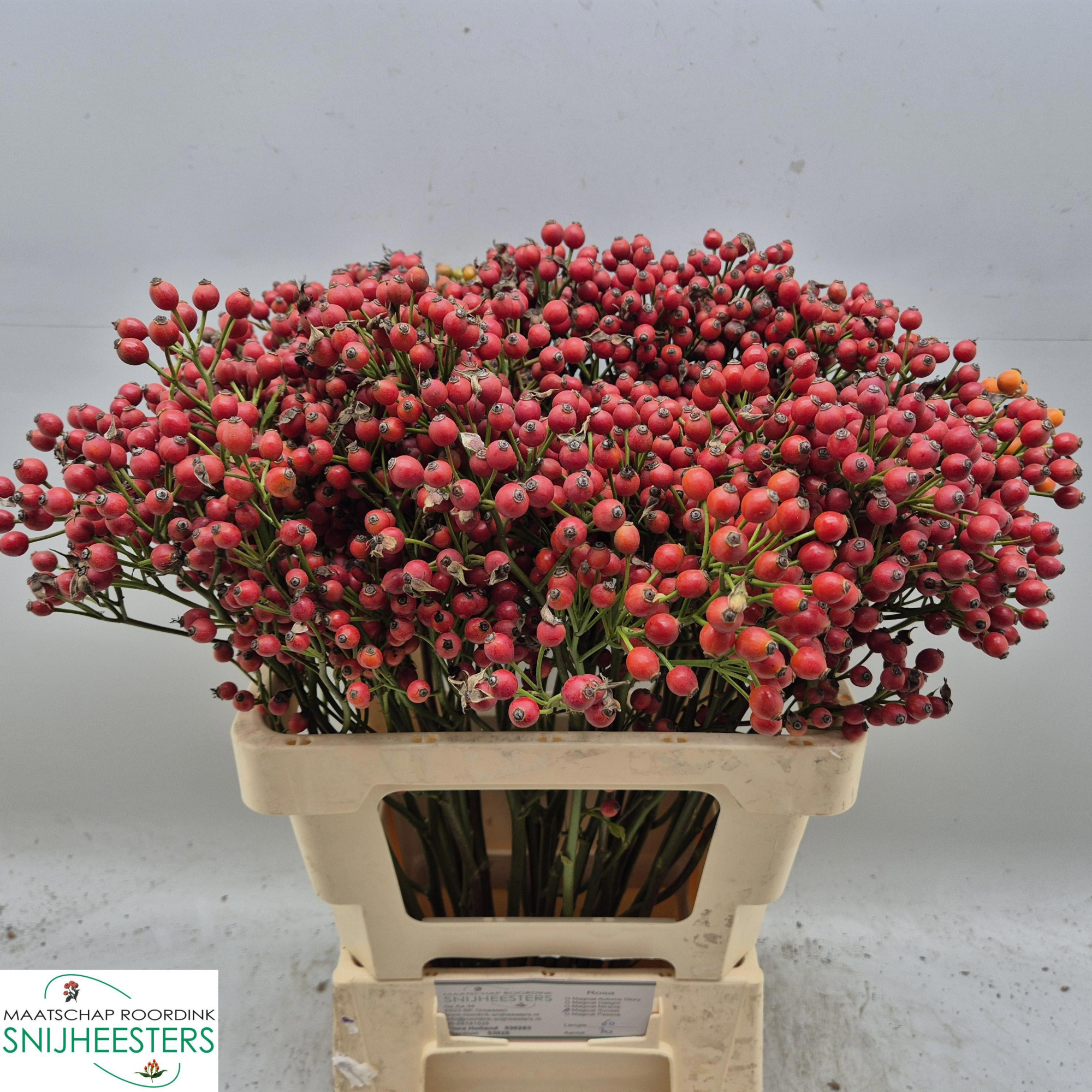 Рузботель Мэджикал Сансет 60, шт.