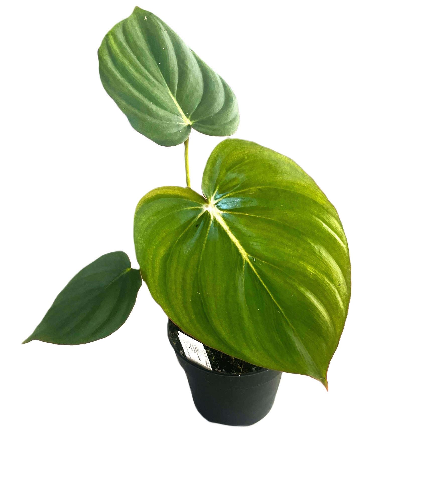 Philodendron 'Mc Dowell' p12, D 12 cm