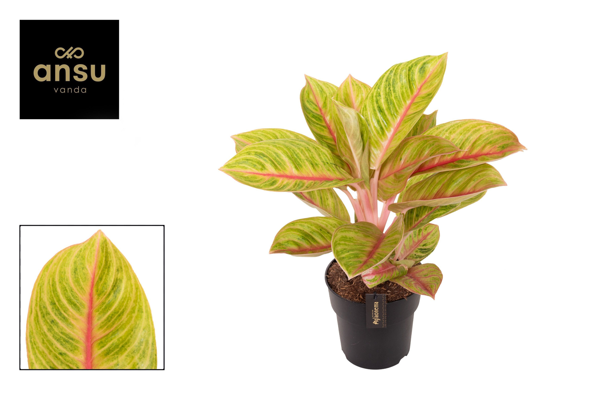 Aglaonema Rose Parakeet, D 19 cm