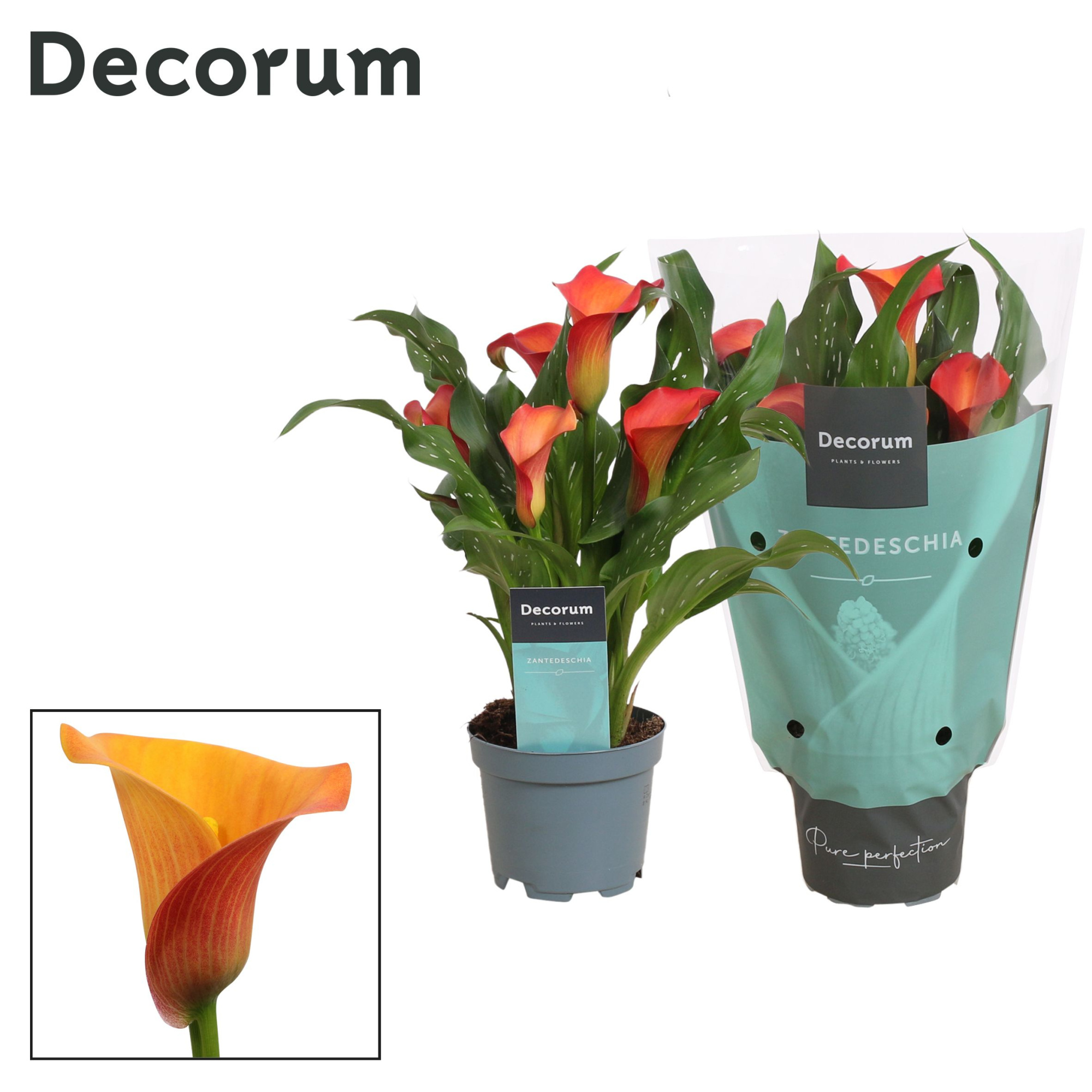 Zantedeschia (Calla) Oranje (Decorum), D 10,5