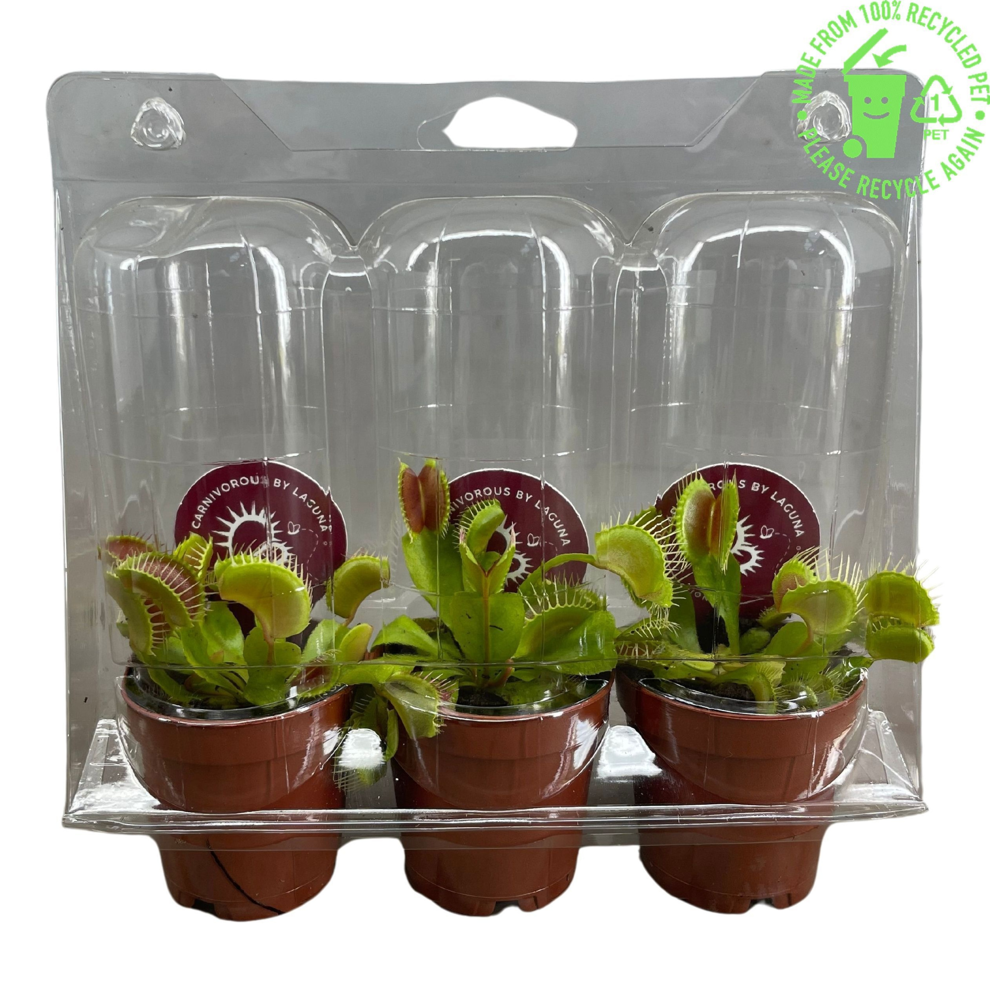 Dionaea Muscipula 5,5 cm , 3 stuks in transparante blister, D 5,5