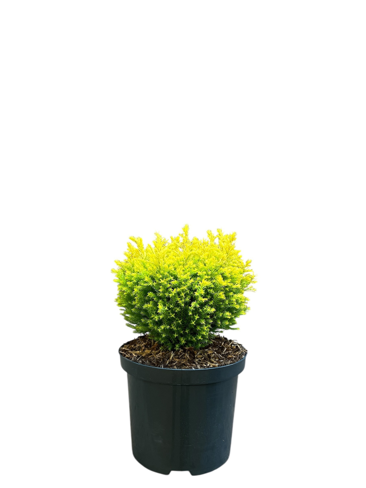 Chamaecyparis lawsonia 'Treasure Island', D 18 cm