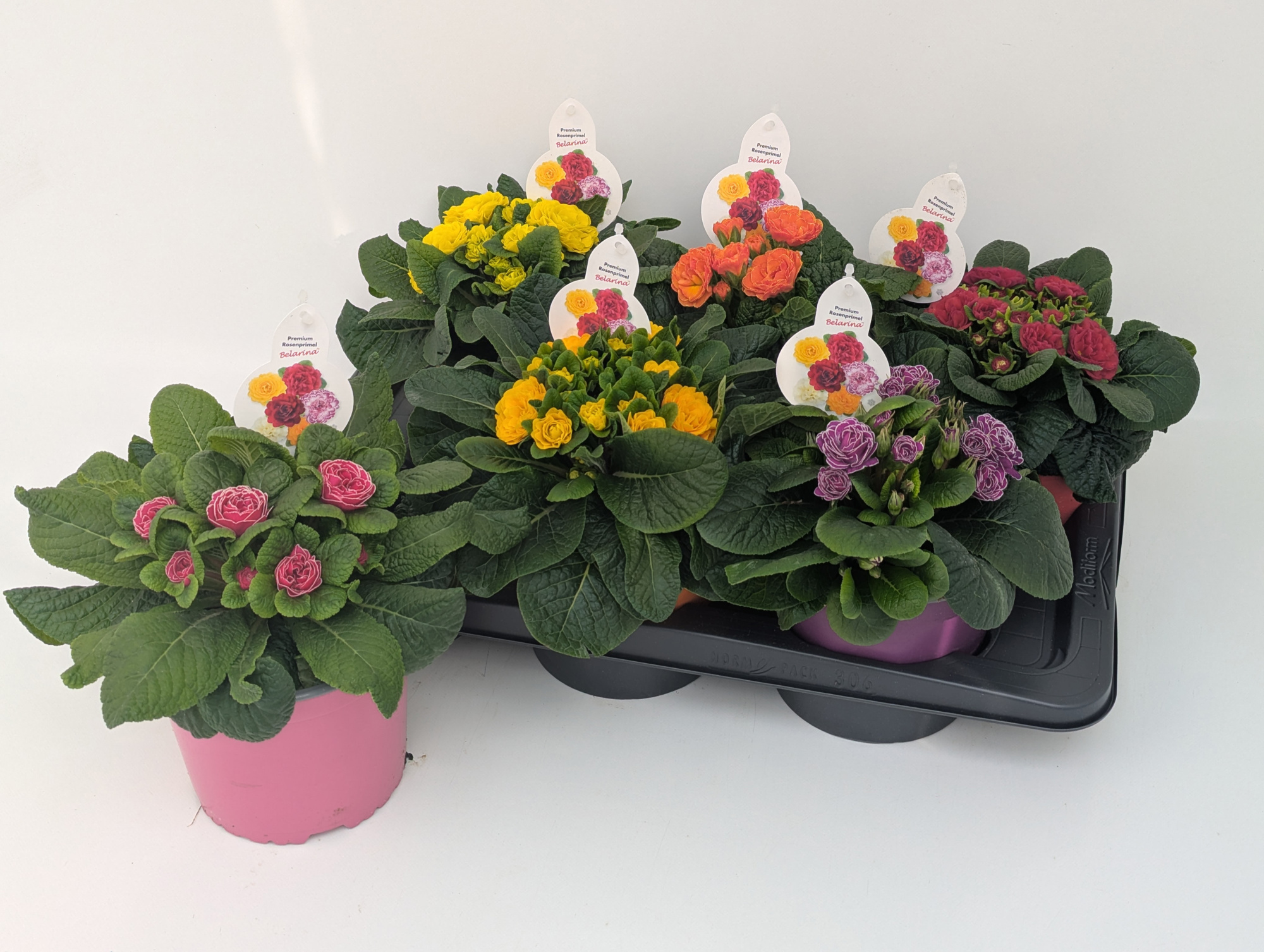 Primula Belarina Mix T17 - MIX LAGE, D 17