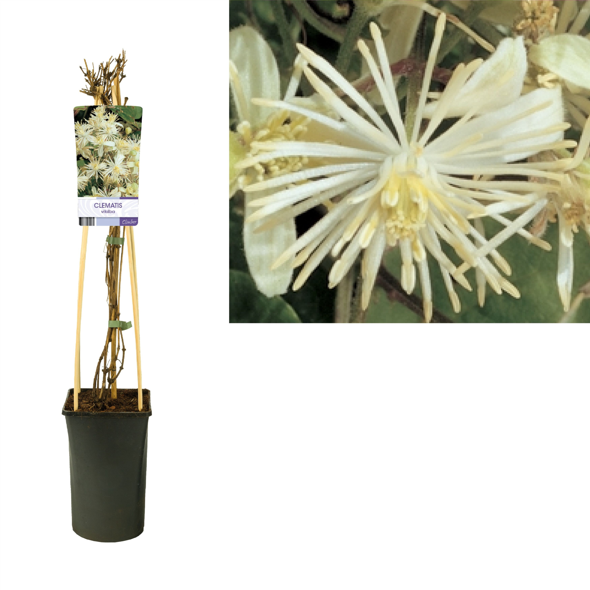Clematis vitalba +light label, D 17 cm