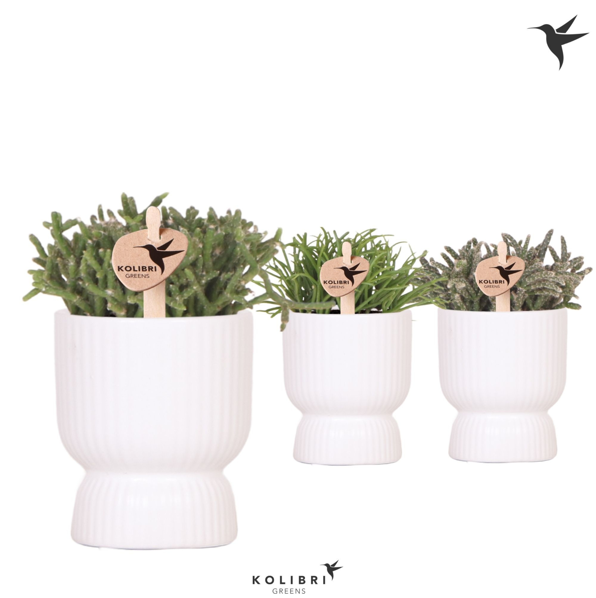 Kolibri Greens Rhipsalis mix in Diabolo pot white, D 6 cm