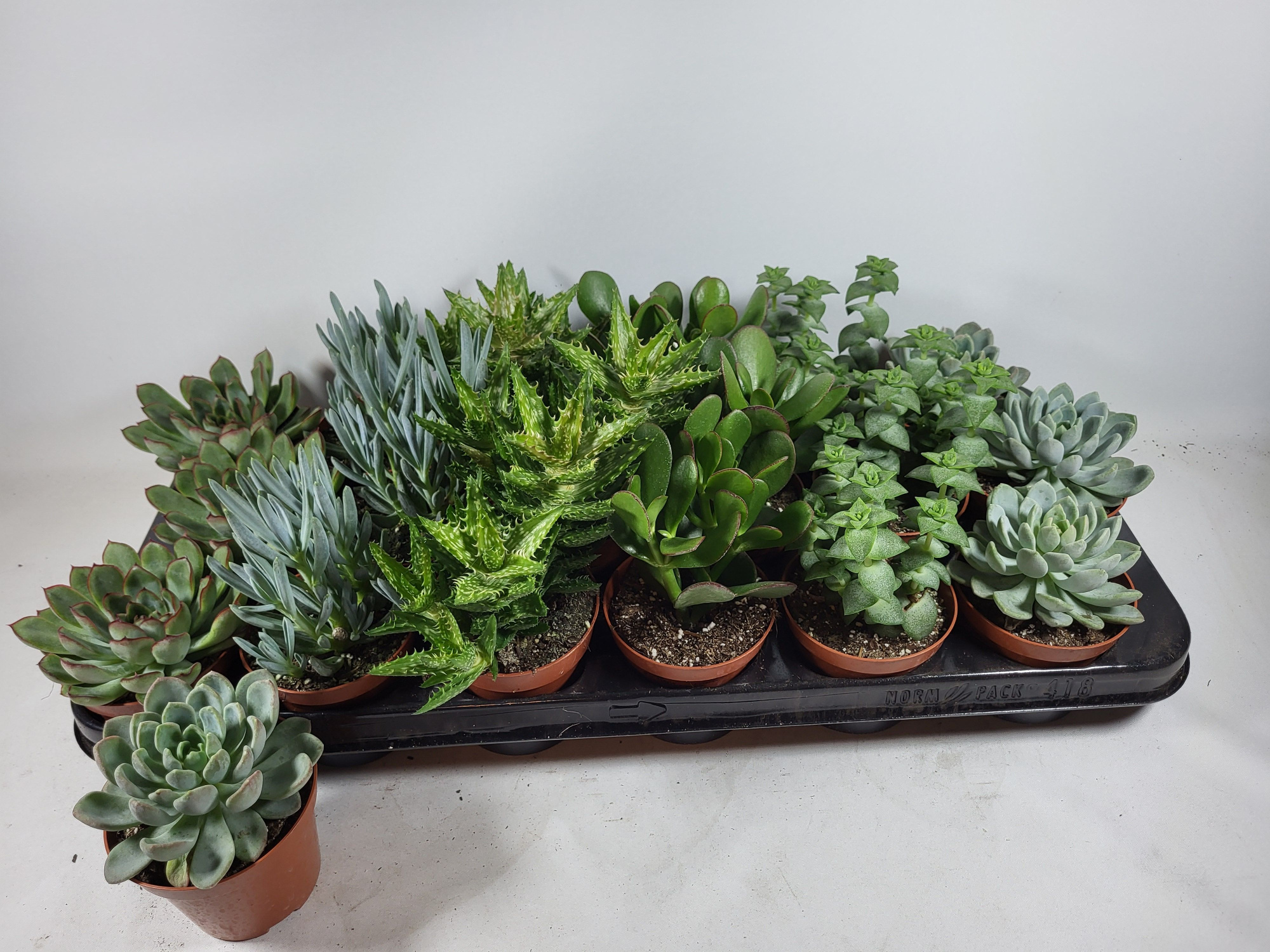 succulenten mix 8.5 cm, D 8,5 cm