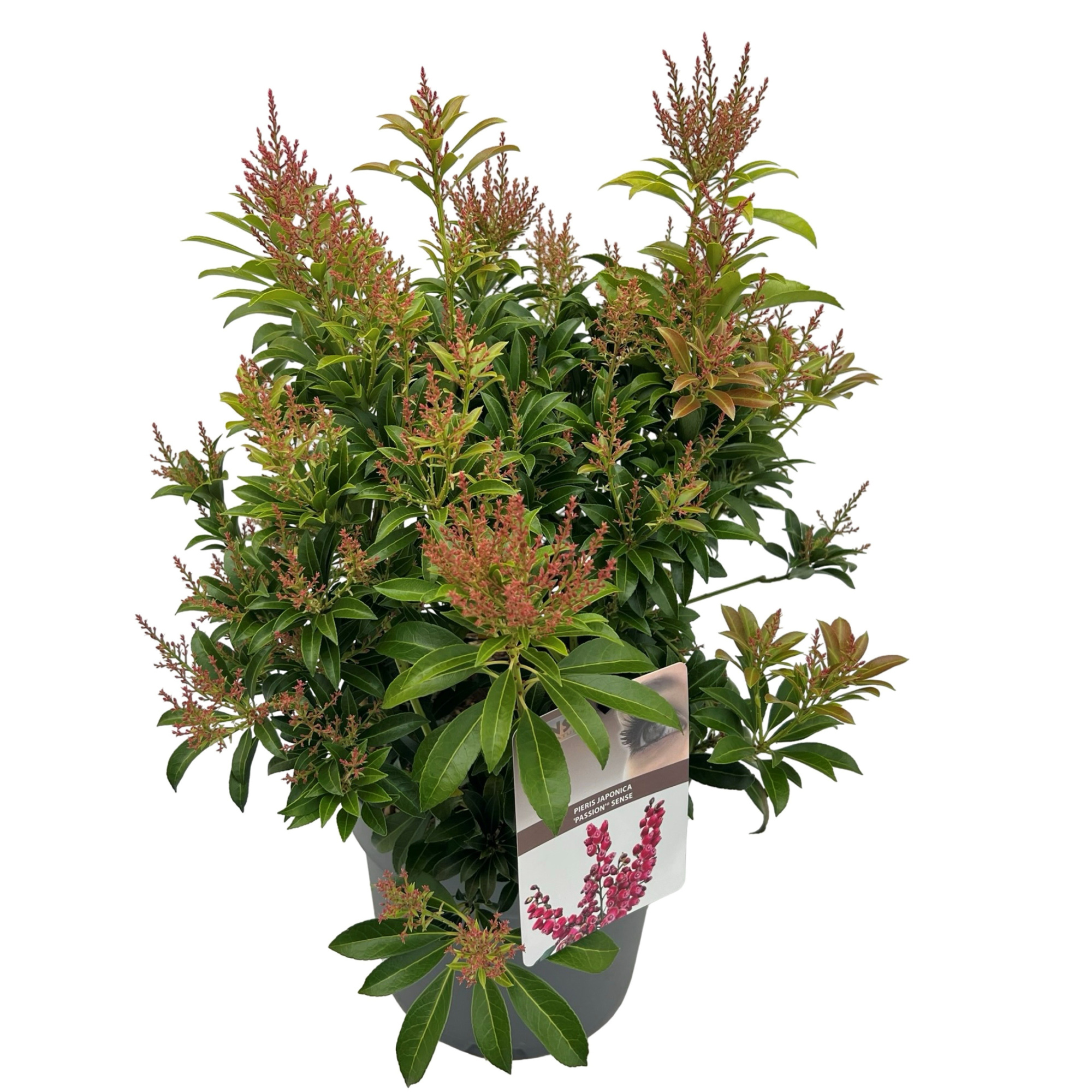 Pieris jap. 'Passion' ® sense, D 19