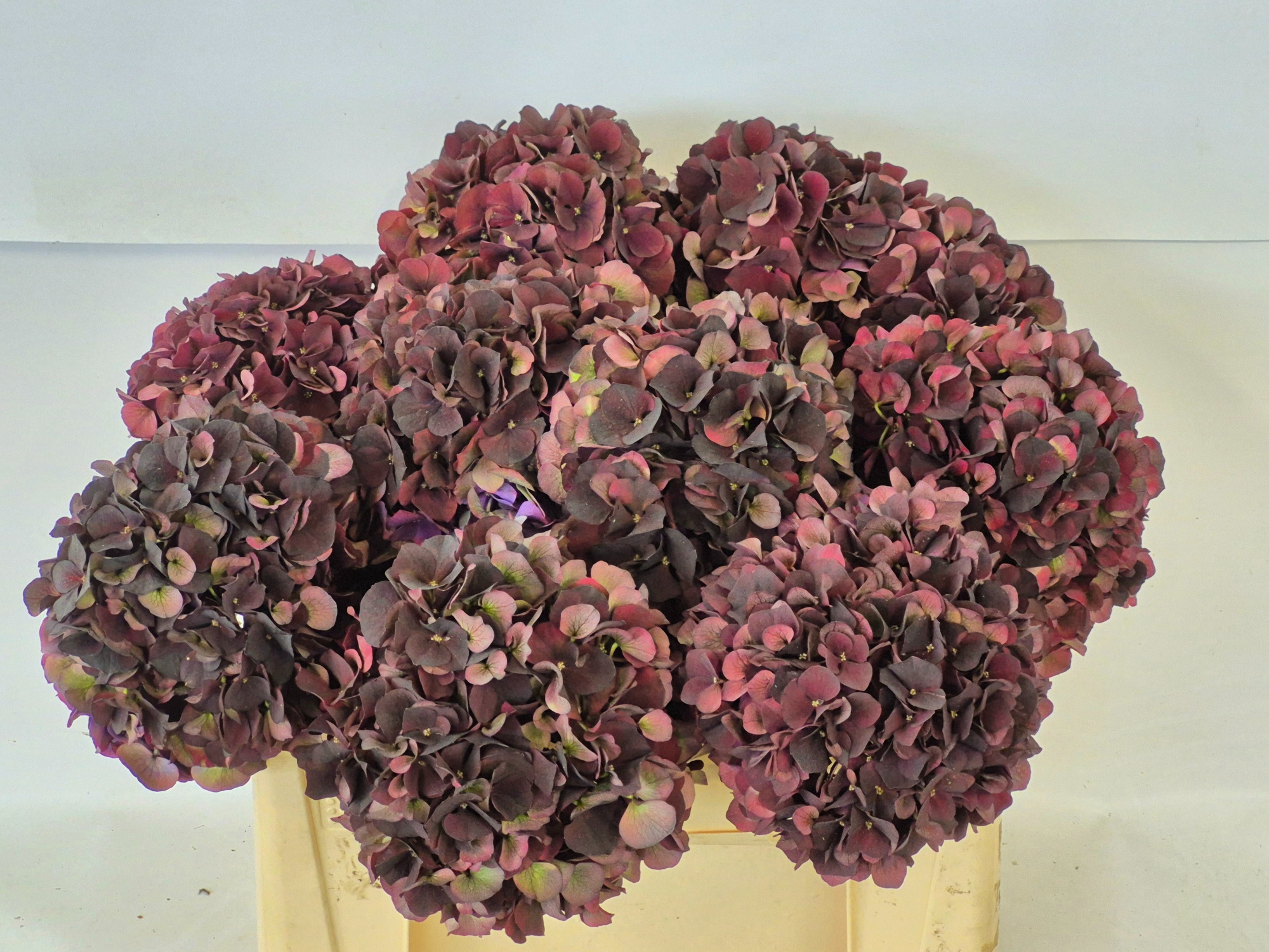 Гортензия Мэджикал Дарк Руби Классик 50, шт.