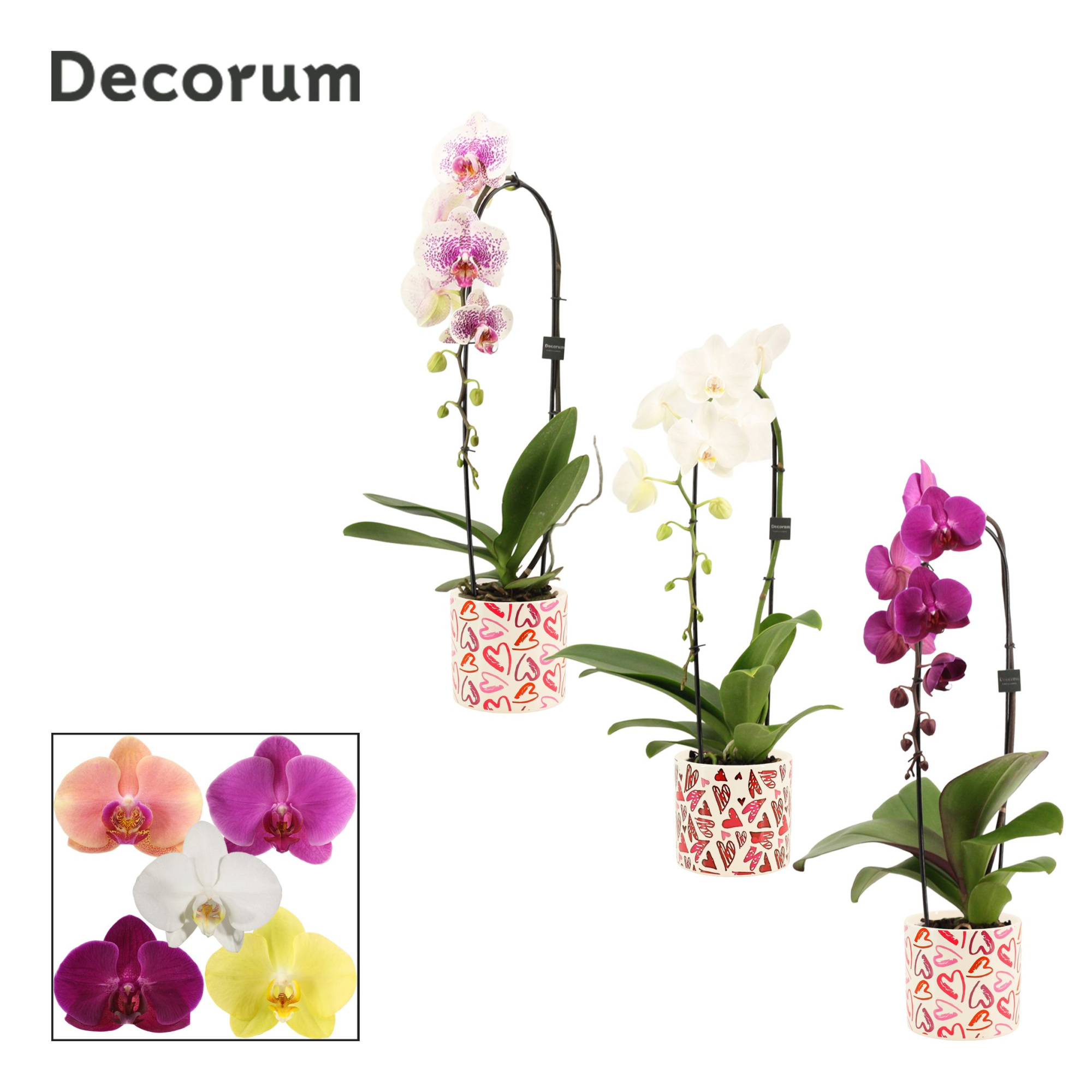 Phalaenopsis cascade 1 tak mix in Julia (Deco-collection), D 12