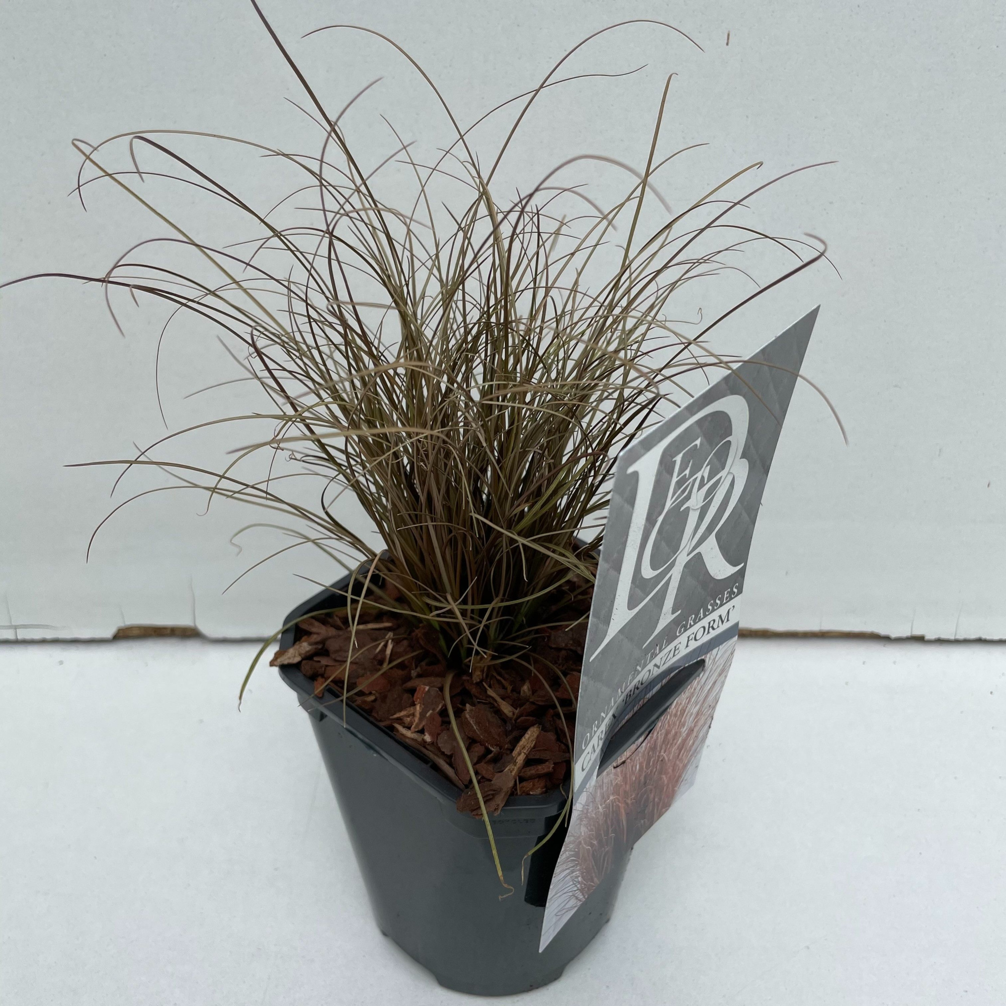 Carex 'Bronze Form', D 13 cm