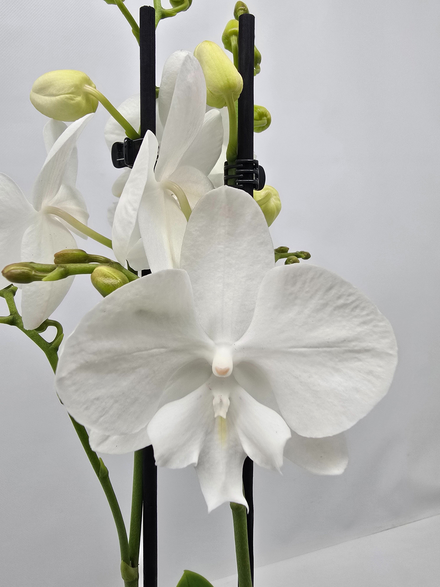 Limited 23 week 43, D 12 cm