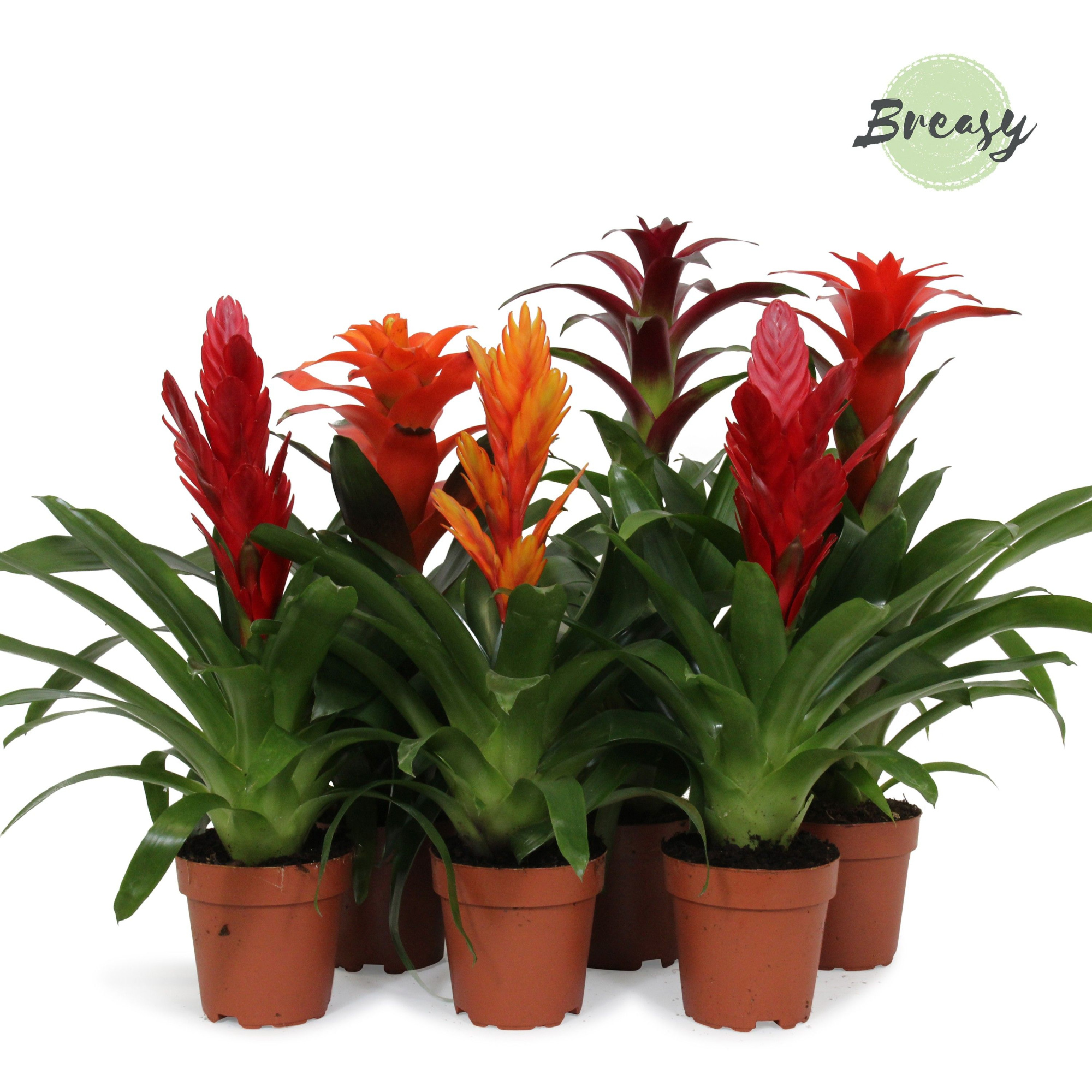 Bromelia Stylish - 12cm | Mimesis, D 12