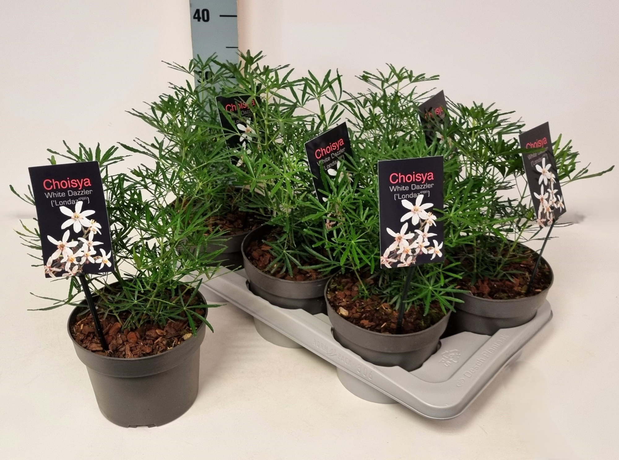 Choisya ternata 'White Dazzler' P17, D 17 cm