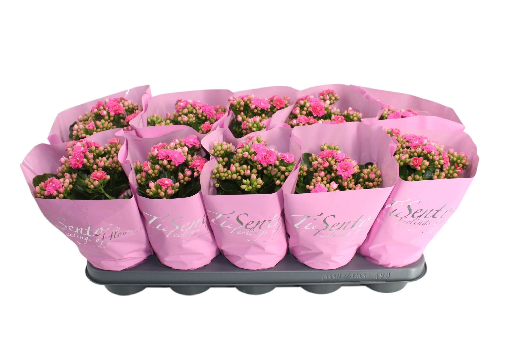 Calandiva 12 cm Roze in Pastel Roze hoes, D 12 cm