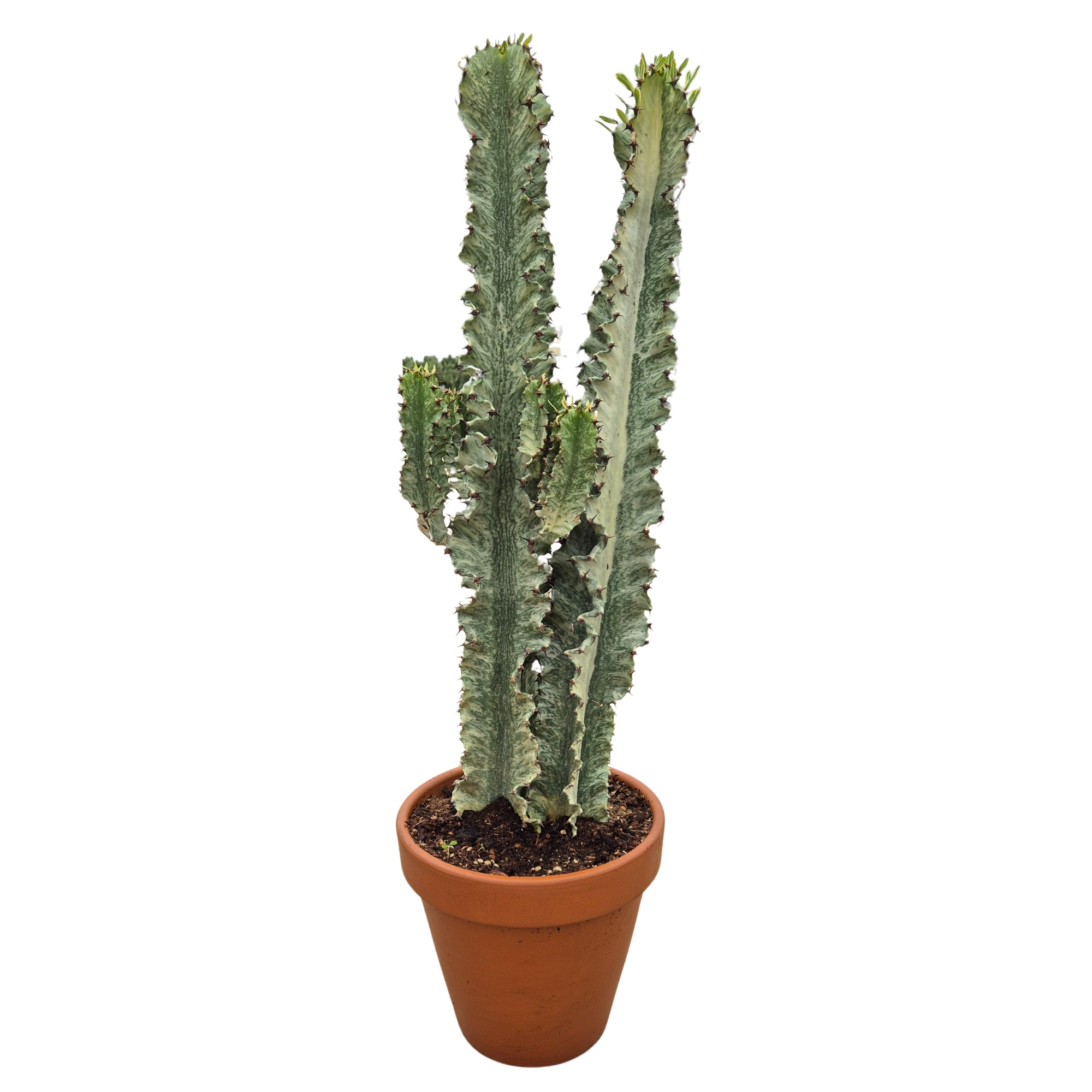 Euphorbia eritrea variegata 27 cm, D 27 cm