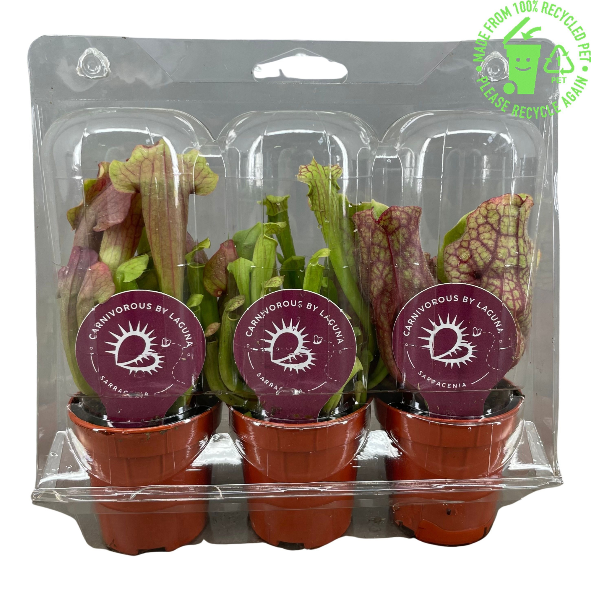 Vleesetende planten mix 5,5 cm, 3 stuks in transparante blister, D 6