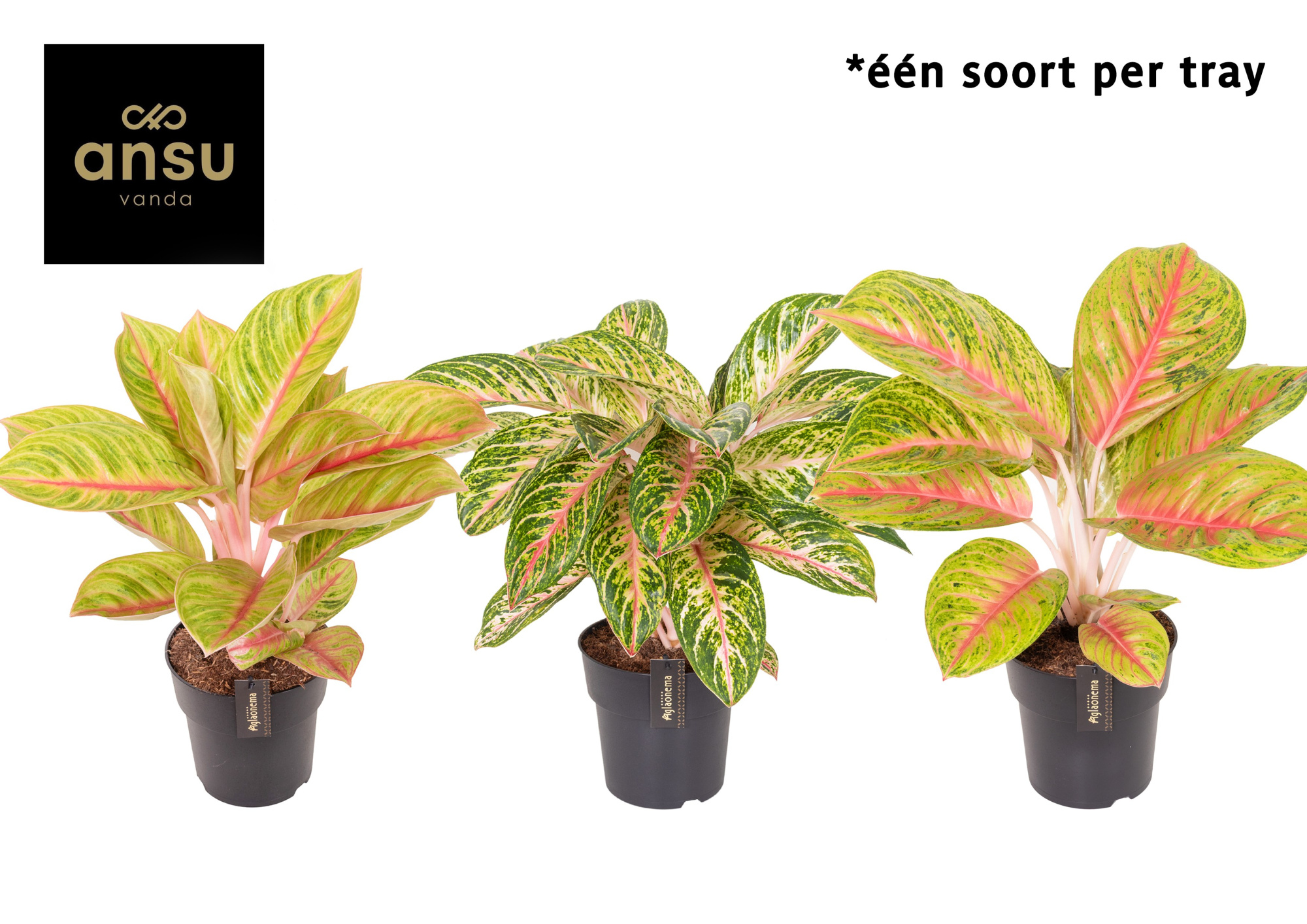 Aglaonema Pink Surprise Tray, D 19 cm