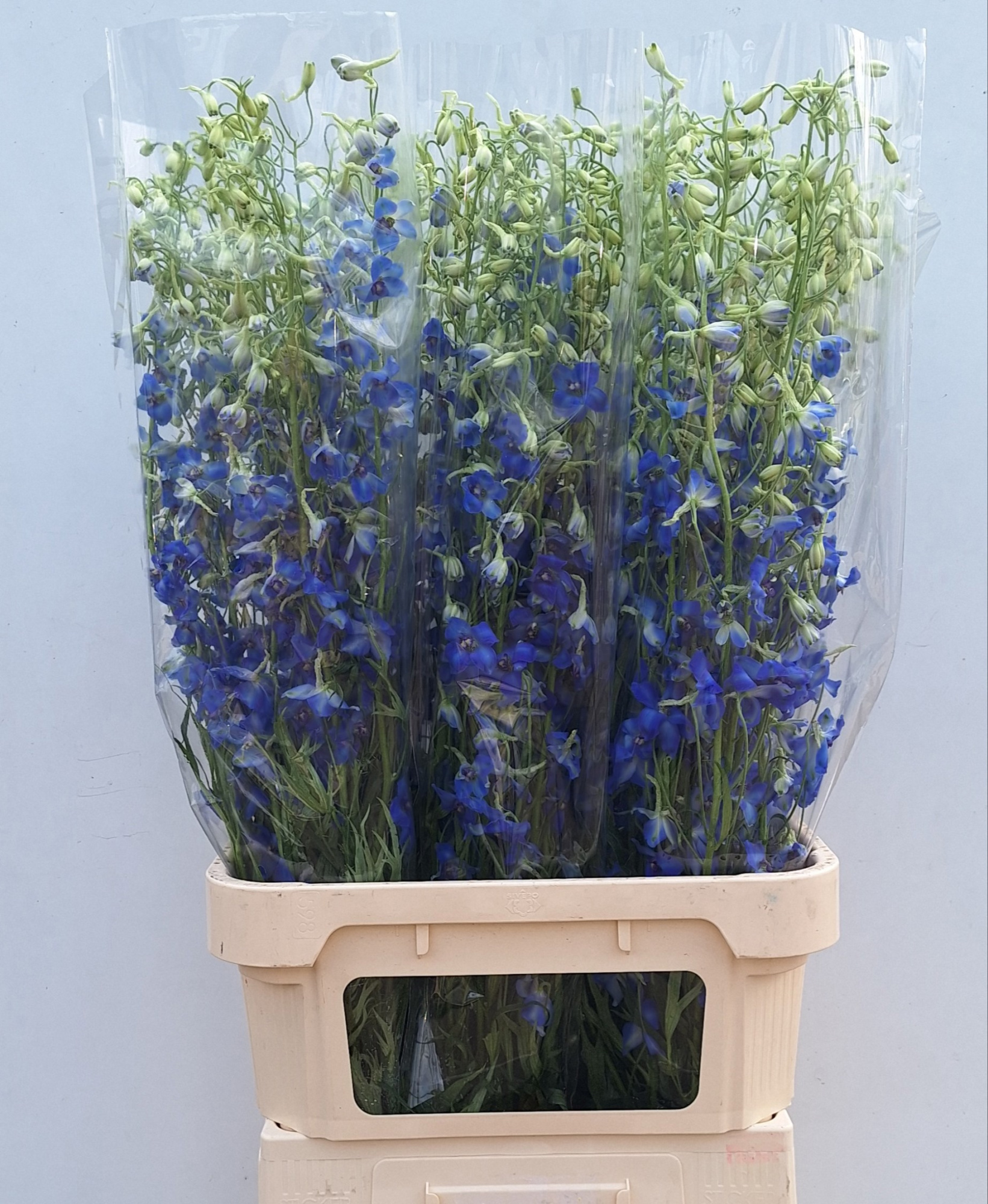 Дельфиниум од. Фолькерфриден 100, шт.