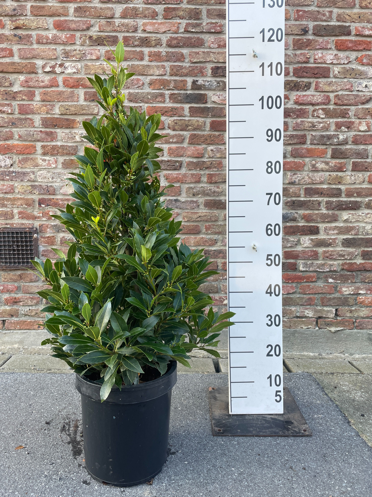 LAURUS NOBILIS PYRAMIDE 110 CM P 25, D 25 cm