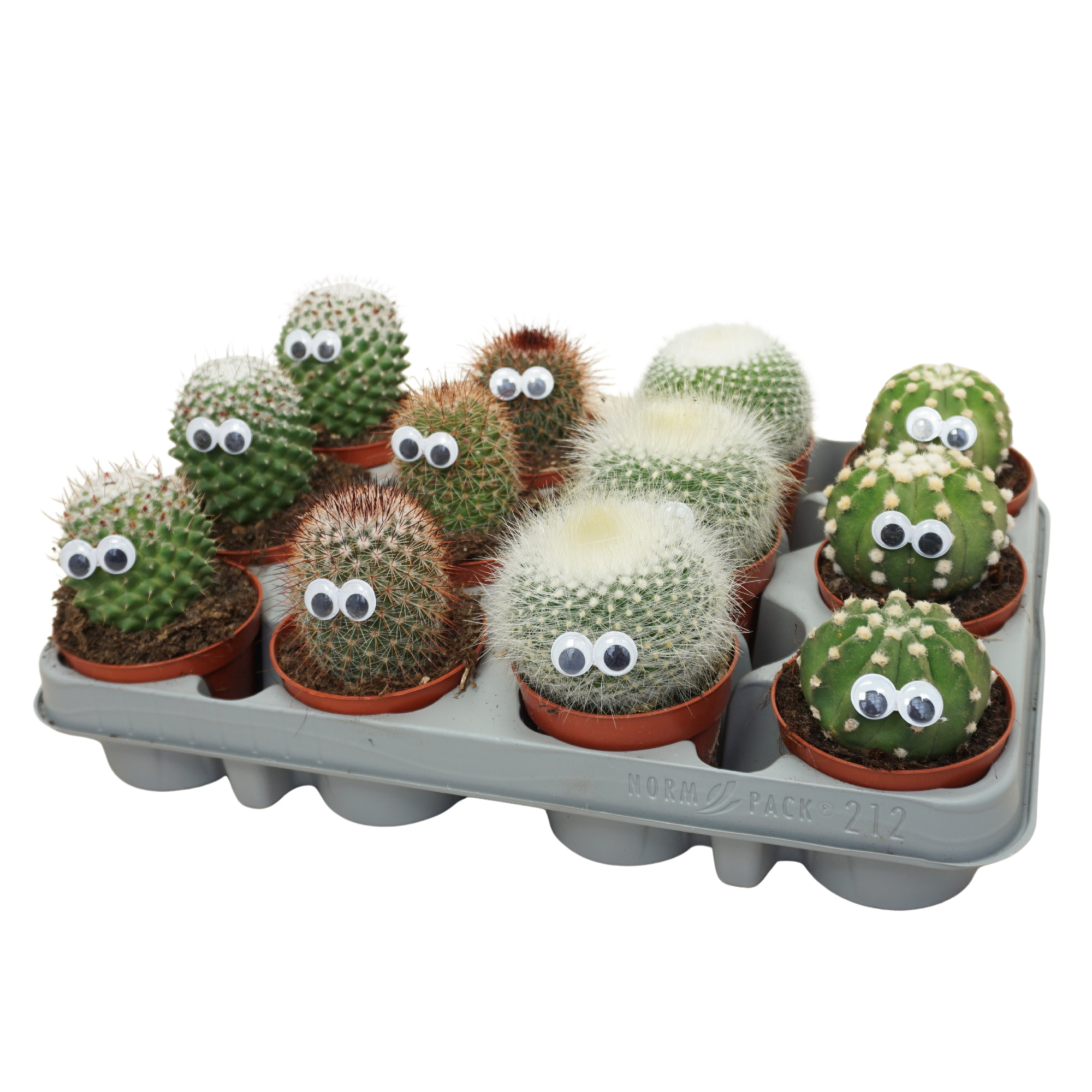 Cactus mix 8,5 cm met oog, D 8,5 cm