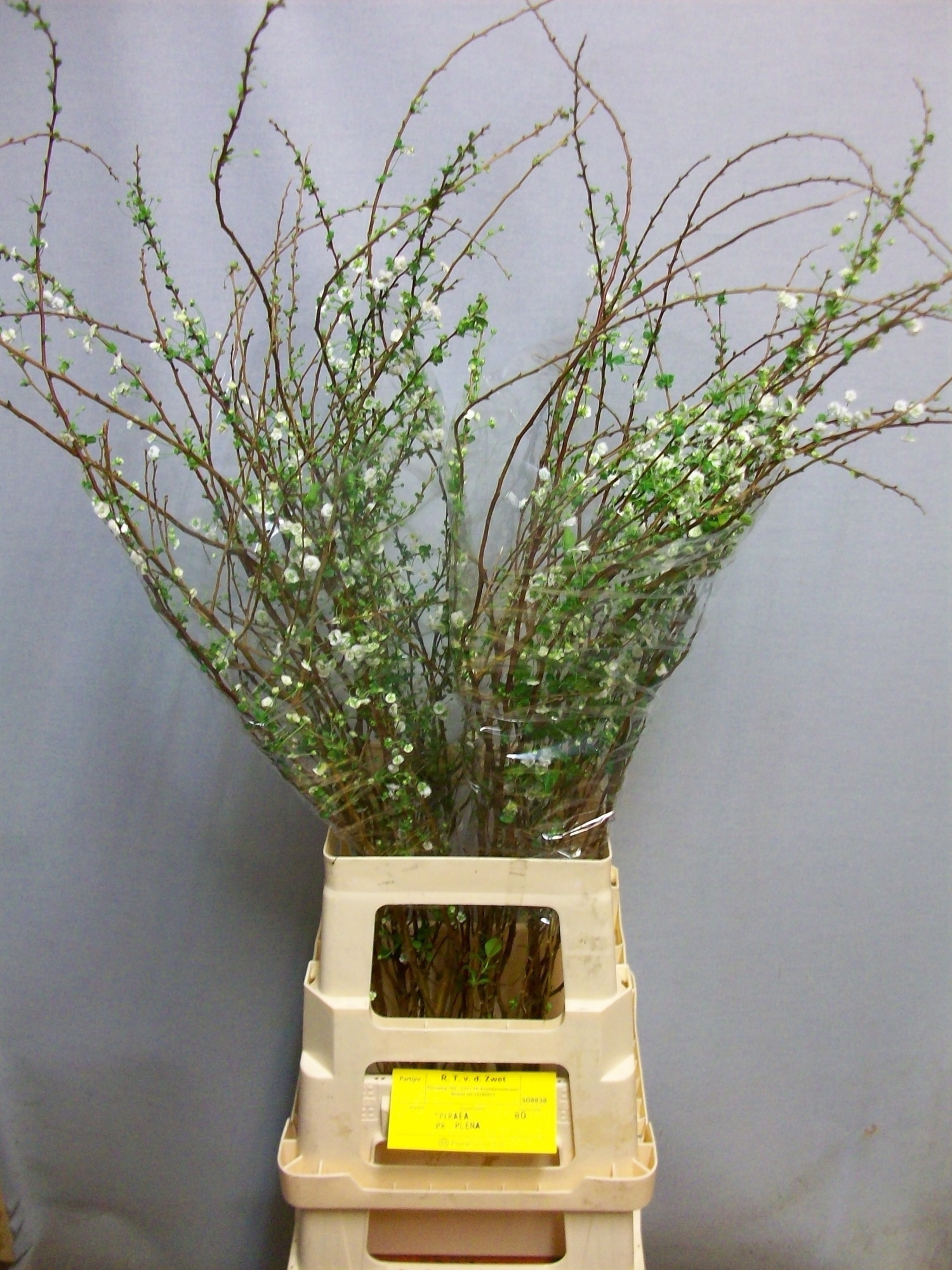 Спирея Плена 80, шт.