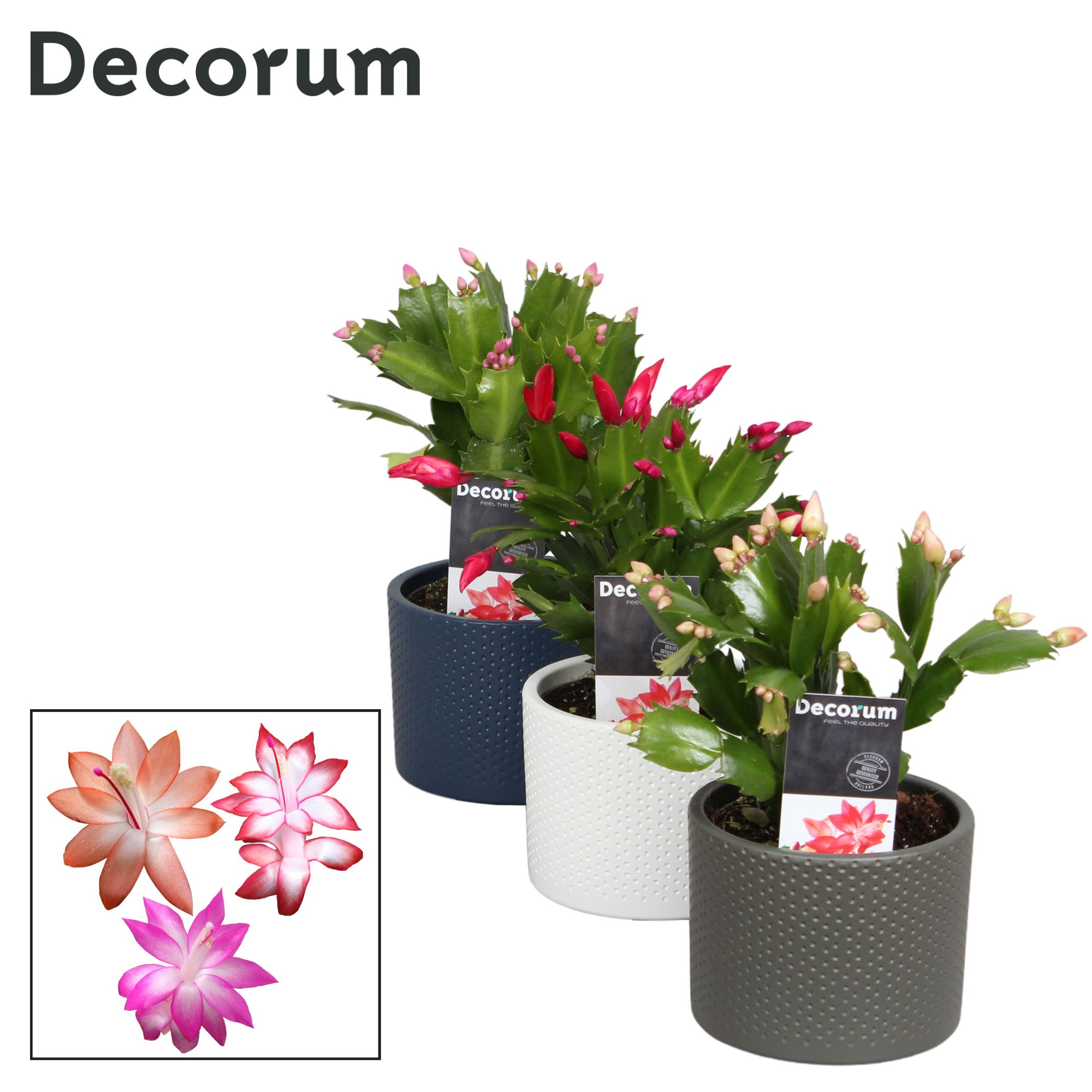 Schlumbergera - 10,5 cm - Keramiek Gemma Mix - Decorum, D 10,5 cm